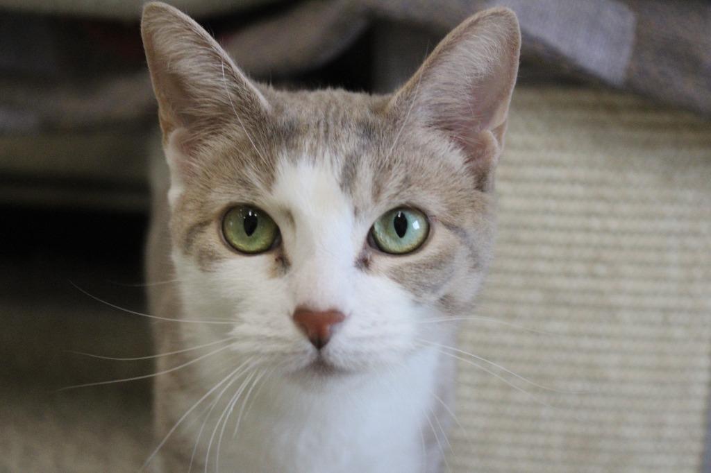 Enlarge Operation Ranch Hand, a ADOPTABLE Domestic Short Hair in Chestertown, MD image 4/4