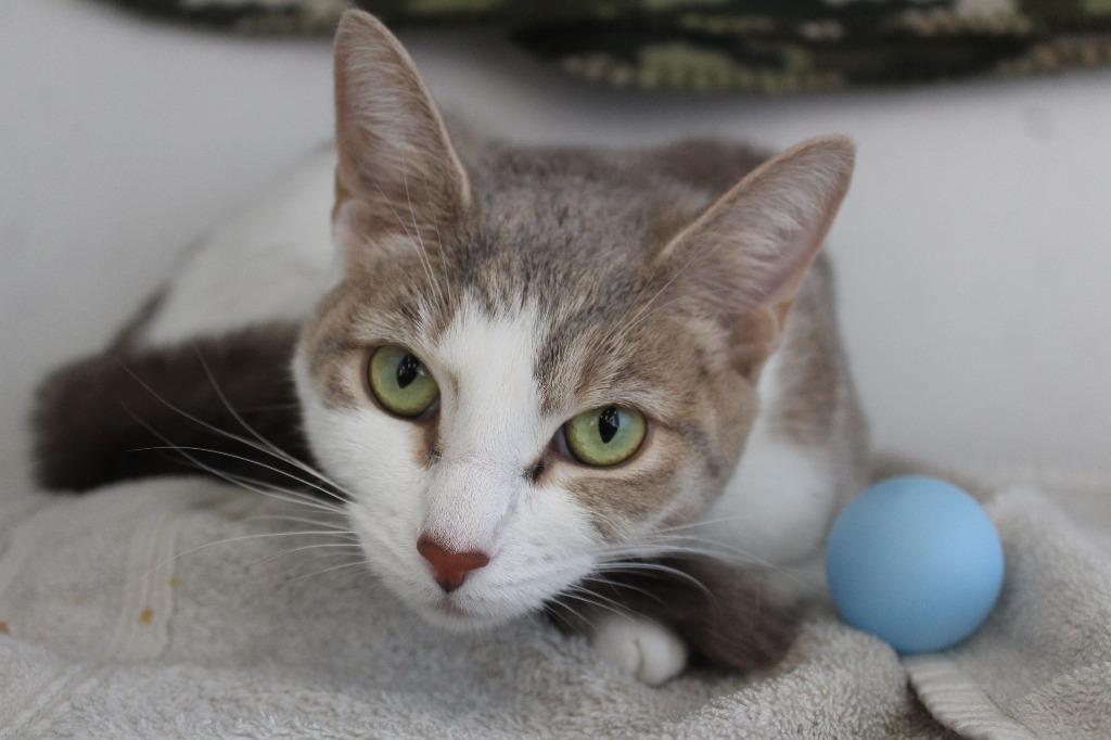 Enlarge Operation Ranch Hand, a ADOPTABLE Domestic Short Hair in Chestertown, MD image 3/4