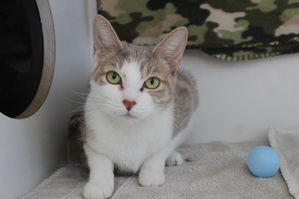 Enlarge Operation Ranch Hand, a ADOPTABLE Domestic Short Hair in Chestertown, MD image 2/4