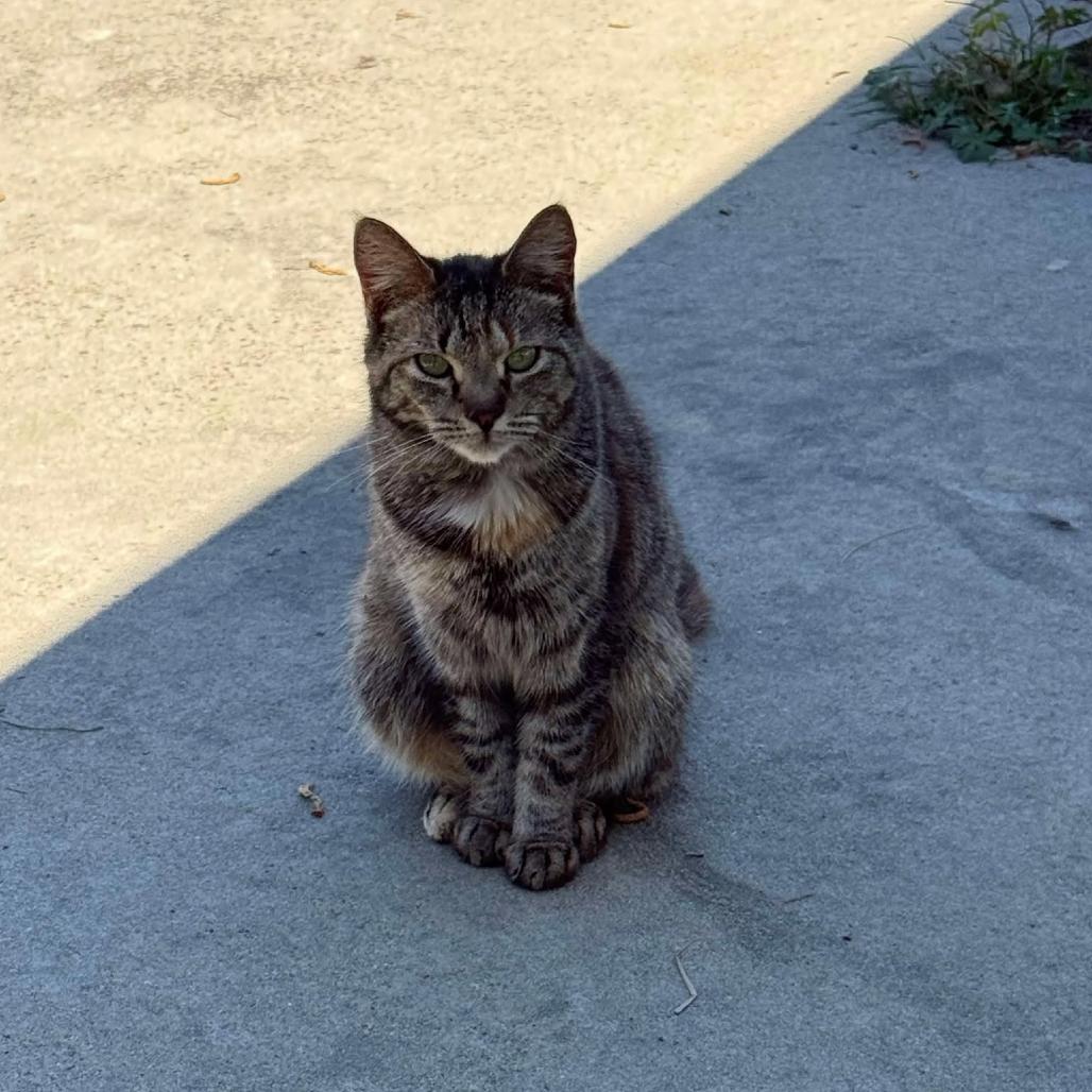 Gertie, Adoptable, Adult Female Domestic Short Hair.