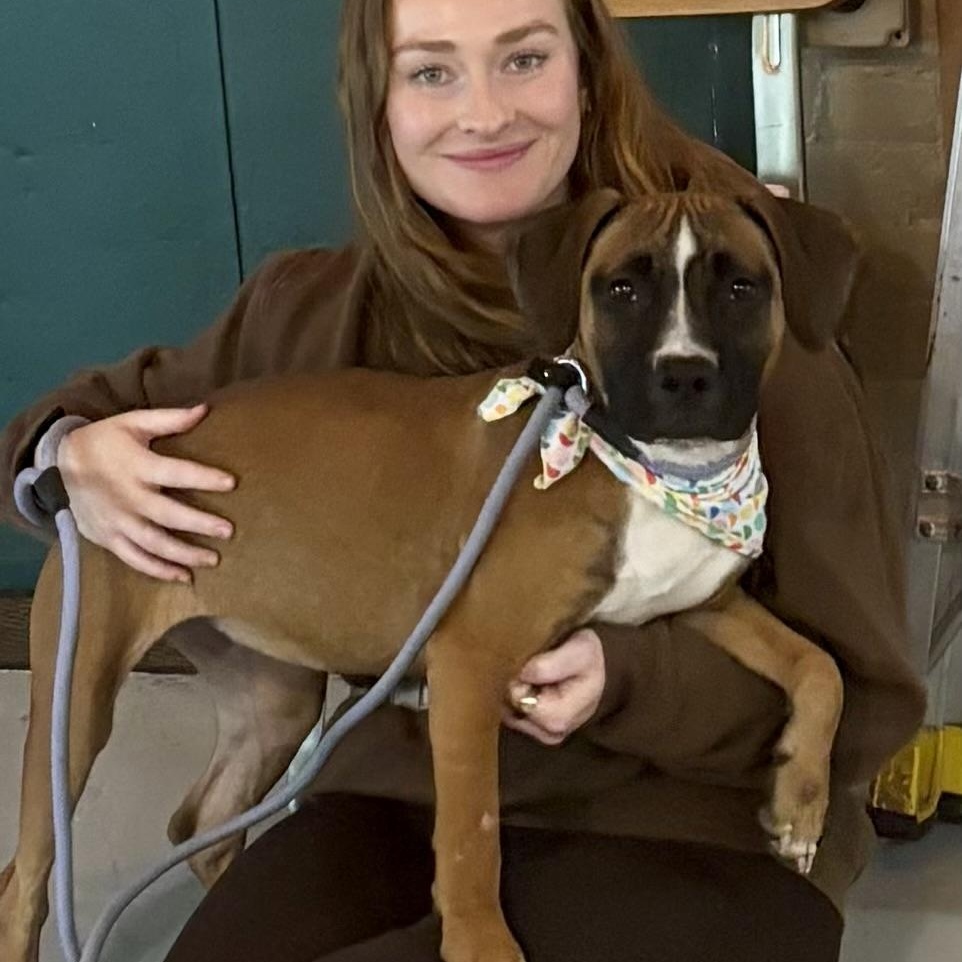 Enlarge Hayley, an adopted mixed breed in Buffalo, NY image 2/4