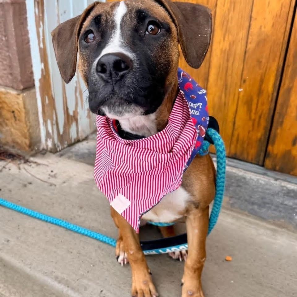 Enlarge Hayley, an adopted mixed breed in Buffalo, NY image 1/4