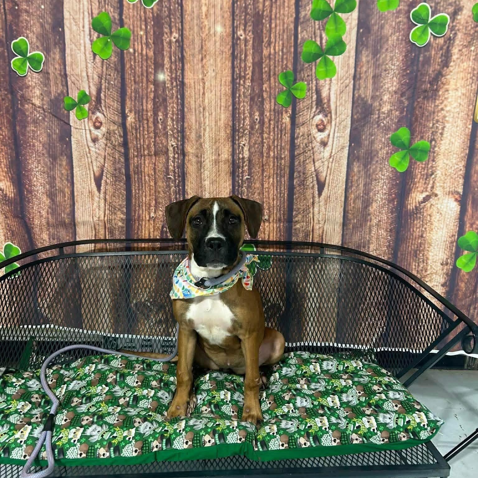 Enlarge Hayley, an adopted mixed breed in Buffalo, NY image 4/4