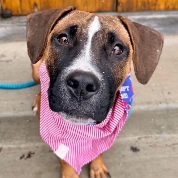 Enlarge Hayley, an adopted mixed breed in Buffalo, NY image 3/4