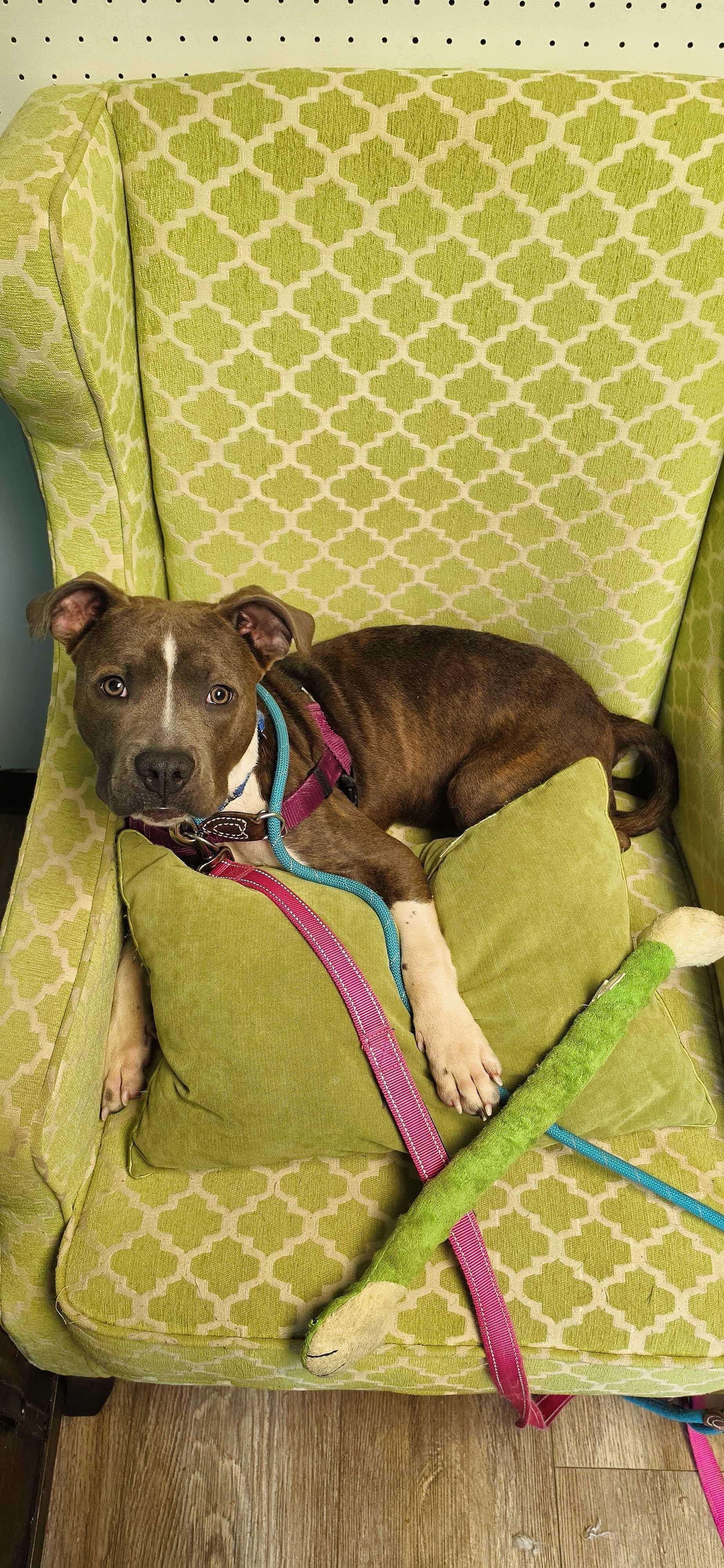 Enlarge Clark, a ADOPTABLE mixed breed in farmingdale, NJ image 5/6