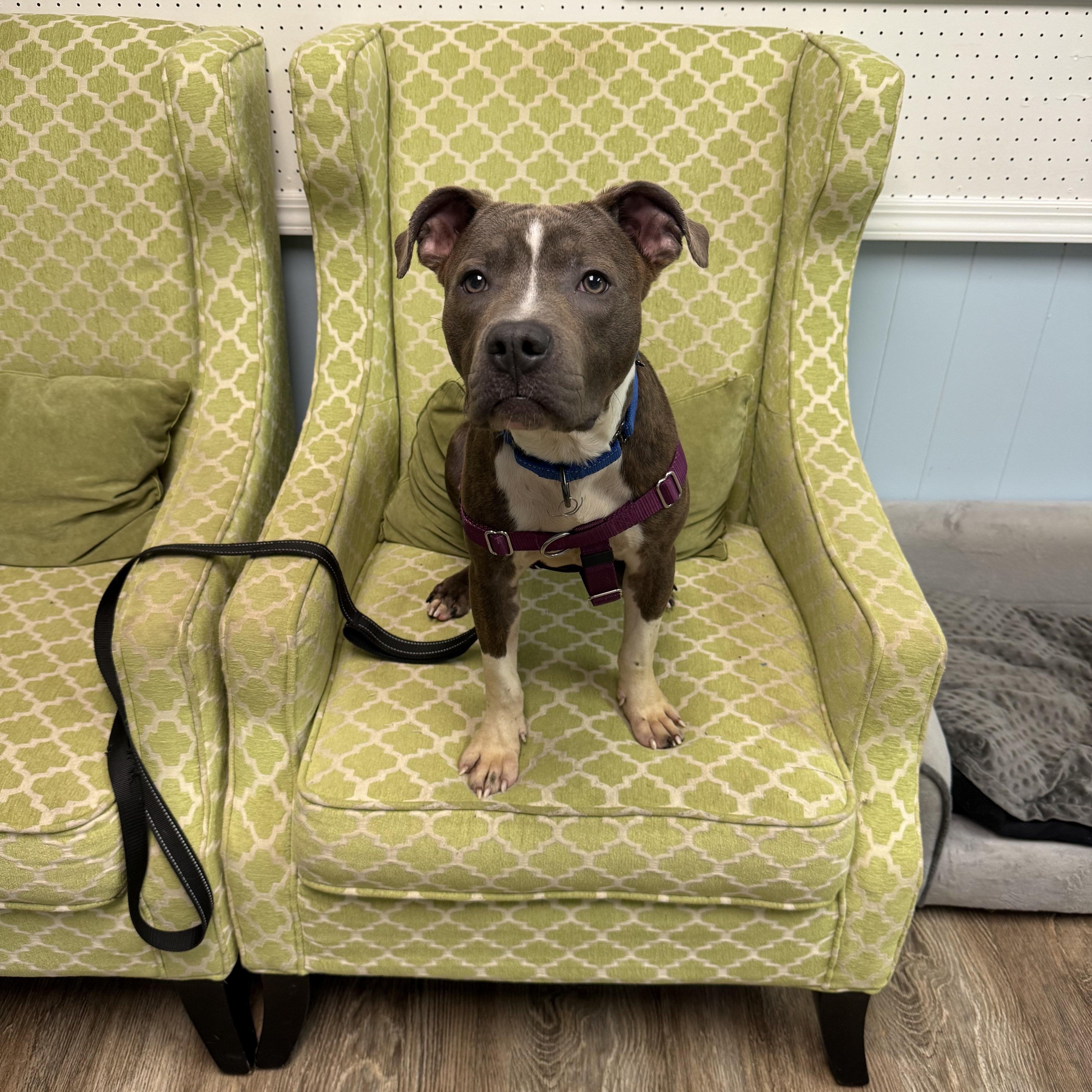 Enlarge Clark, a ADOPTABLE mixed breed in farmingdale, NJ image 2/6