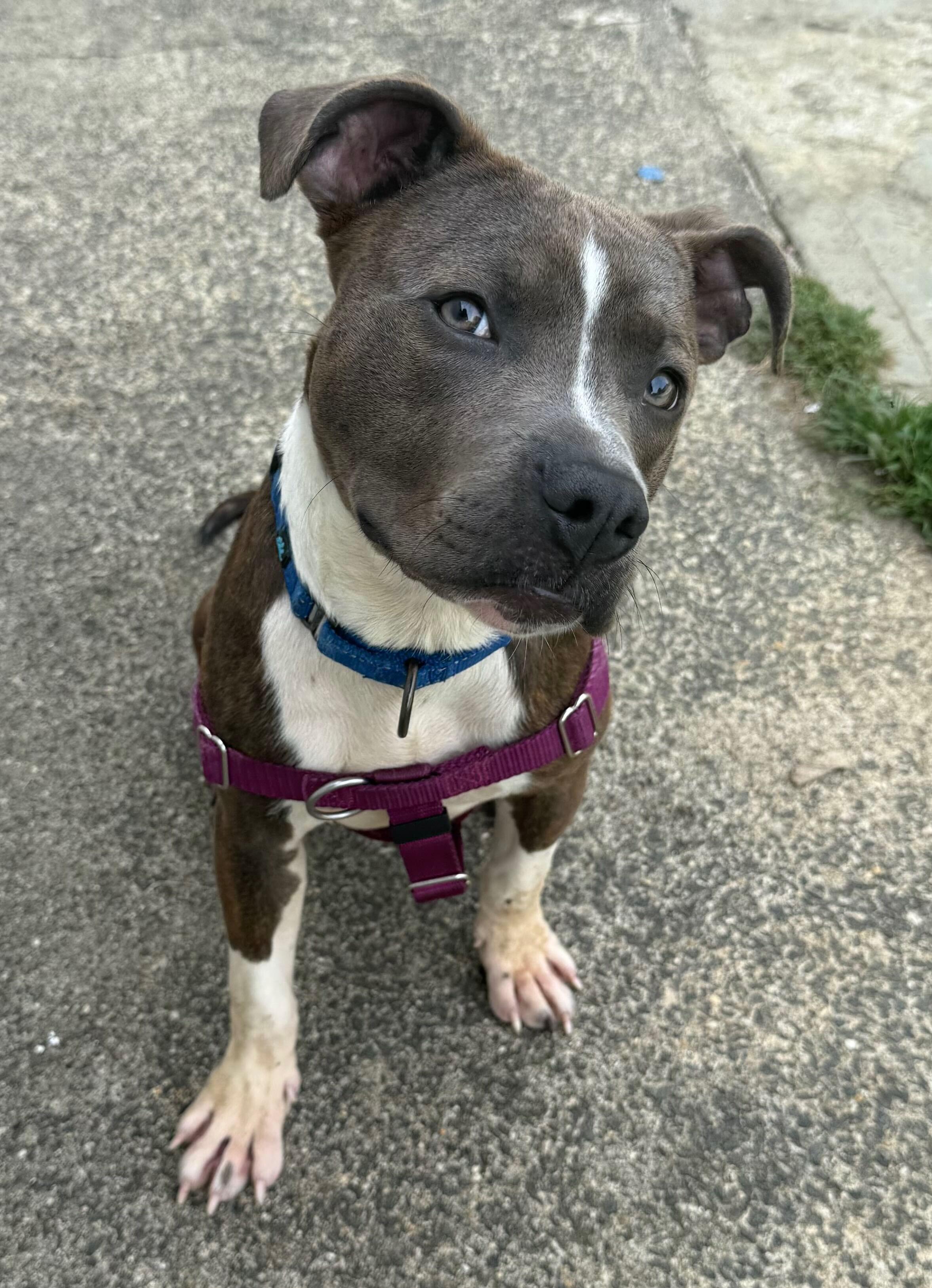 Clark, ADOPTABLE, Young Male American Staffordshire Terrier & Whippet.