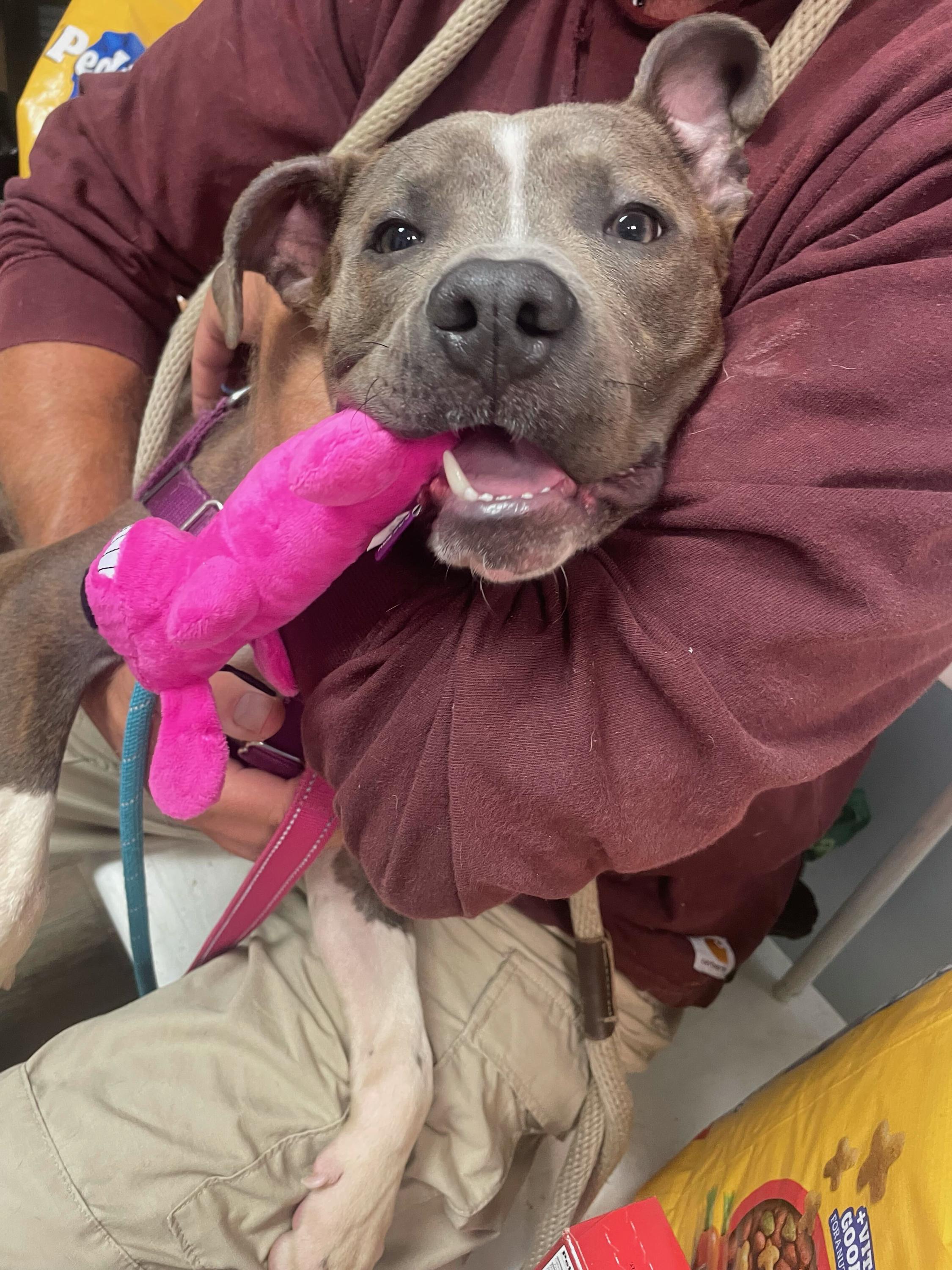 Enlarge Clark, a ADOPTABLE mixed breed in farmingdale, NJ image 6/6