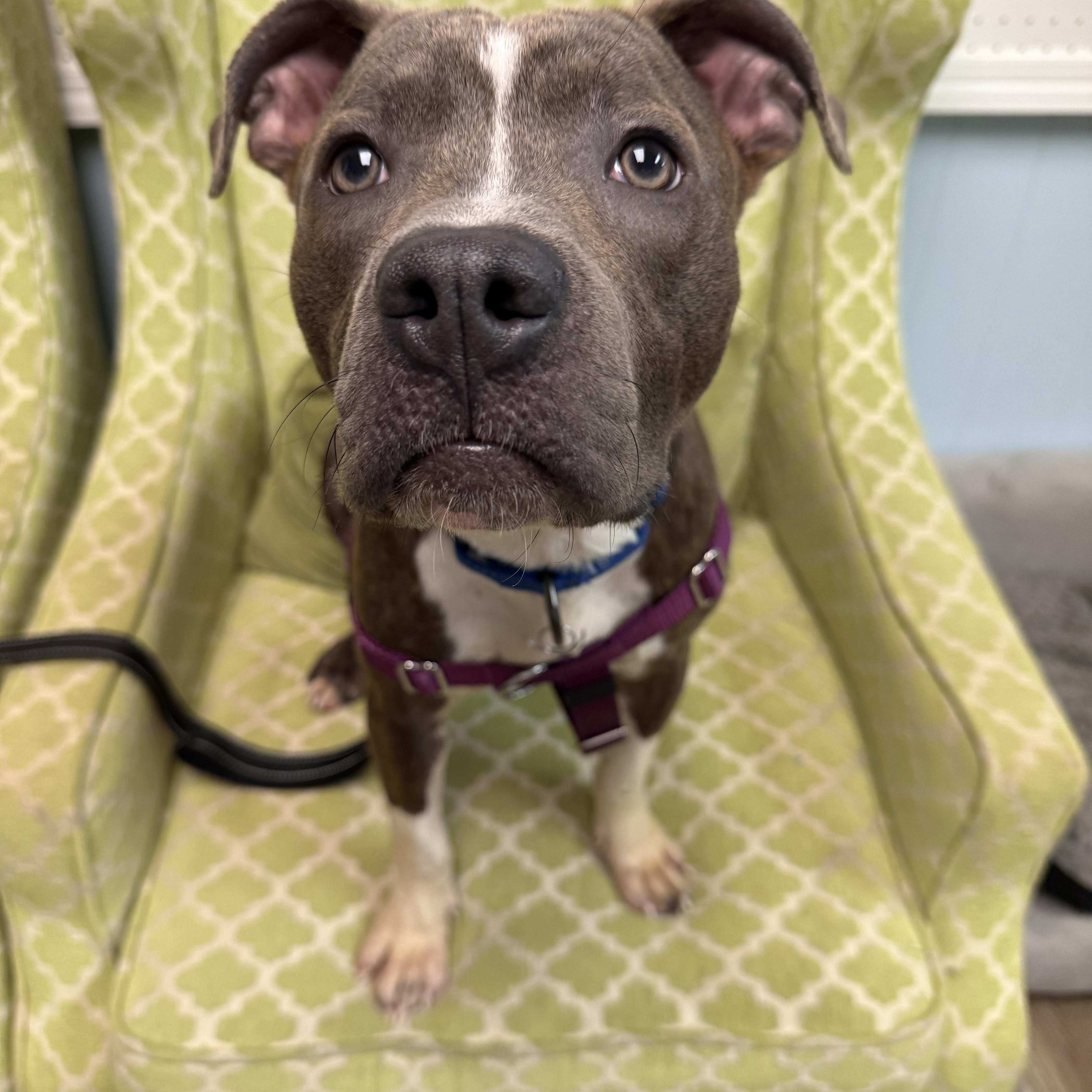 Enlarge Clark, a ADOPTABLE mixed breed in farmingdale, NJ image 3/6