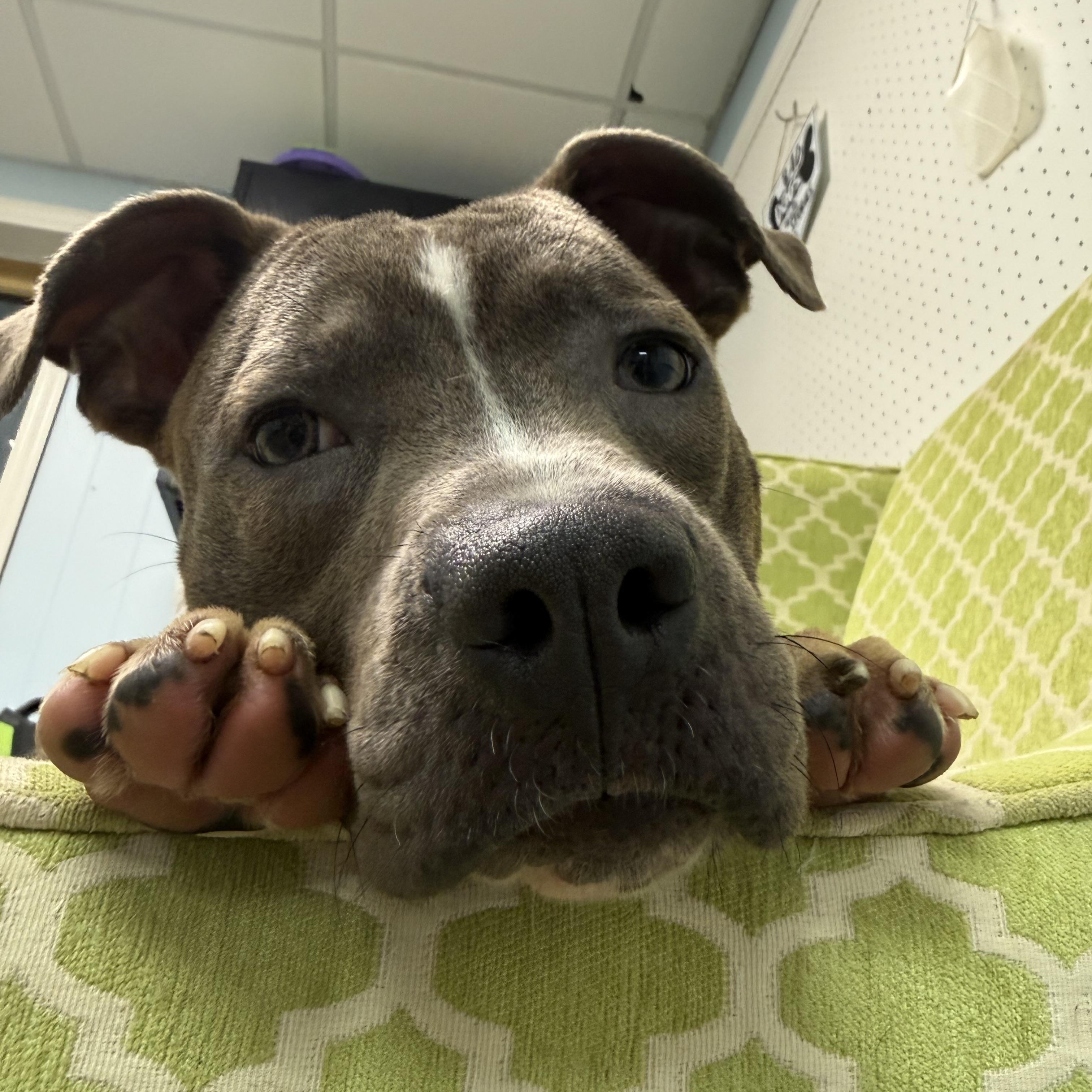 Enlarge Clark, a ADOPTABLE mixed breed in farmingdale, NJ image 4/6