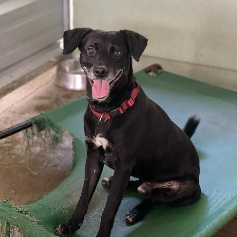 Carlos, Adoptable, Senior Male Mixed Breed.