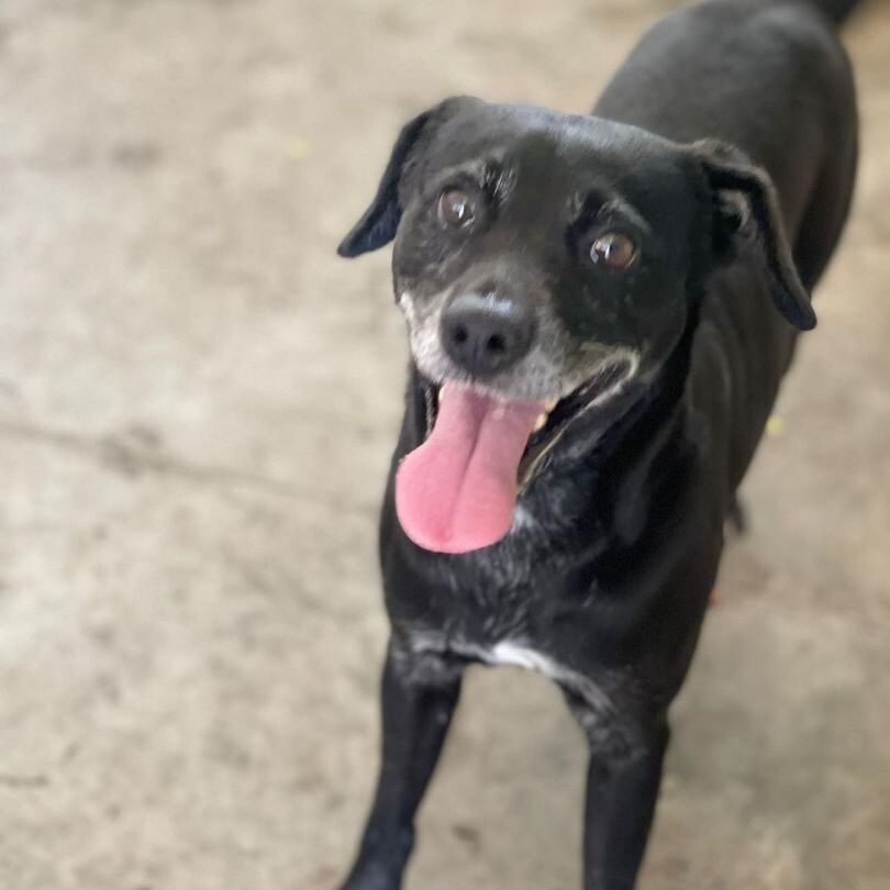 Carlos, a Adoptable mixed breed in San Juan, PR image 2/5
