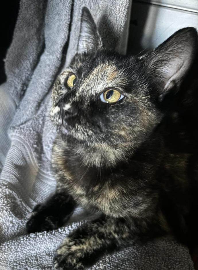 Enlarge Diana, a Adoptable Domestic Short Hair in Long Beach, NY image 3/6