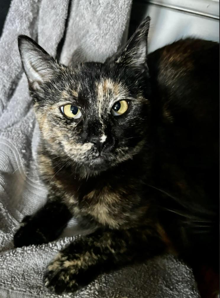 Enlarge Diana, a Adoptable Domestic Short Hair in Long Beach, NY image 5/6