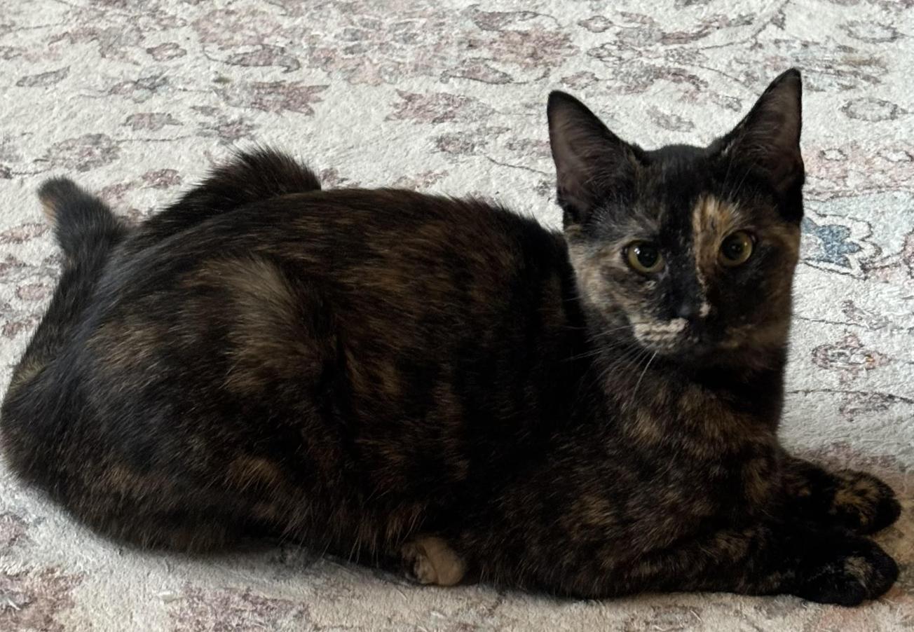 Enlarge Diana, a Adoptable Domestic Short Hair in Long Beach, NY image 2/6