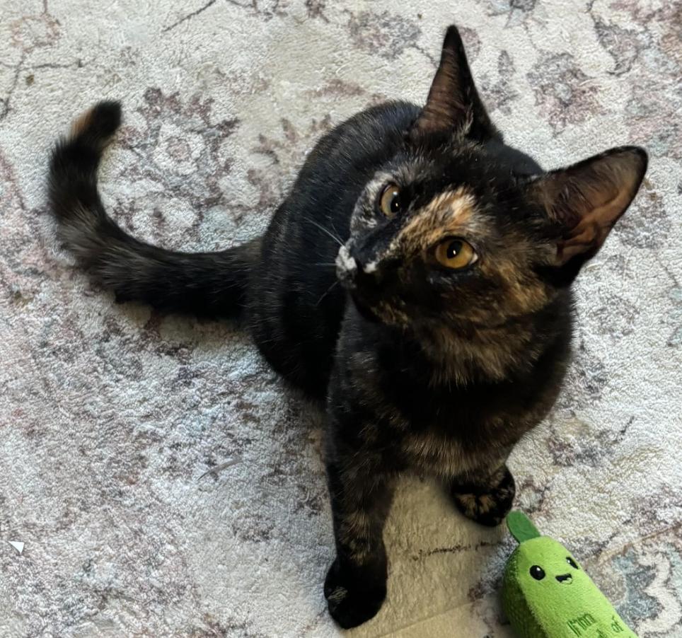 Enlarge Diana, a Adoptable Domestic Short Hair in Long Beach, NY image 4/6