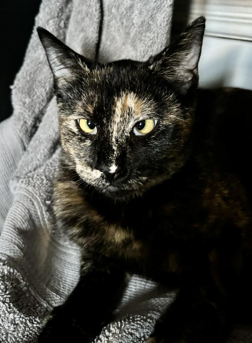 Enlarge Diana, a Adoptable Domestic Short Hair in Long Beach, NY image 1/6