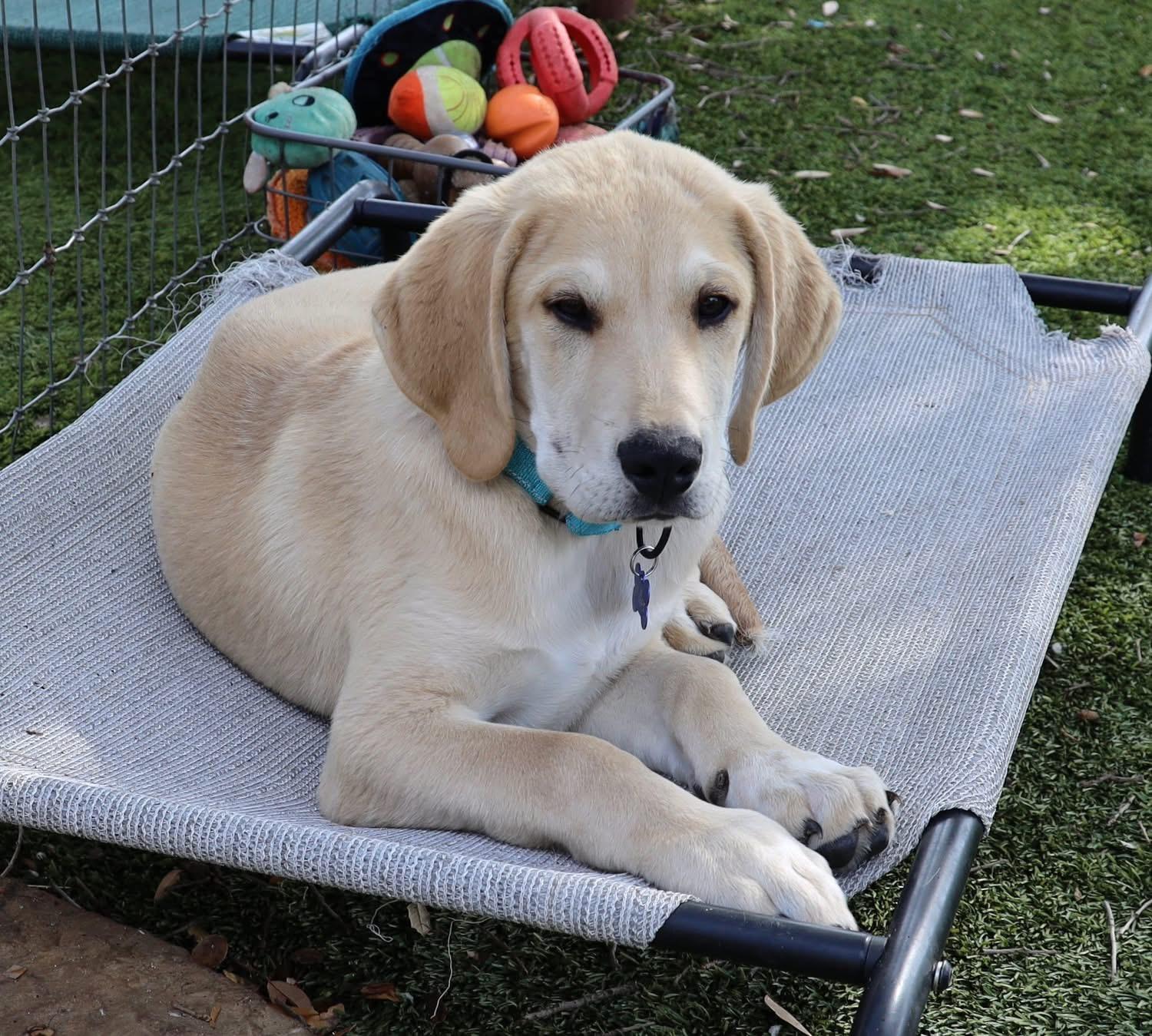 Enlarge Anderson , a ADOPTABLE mixed breed in Southlake, TX image 2/4