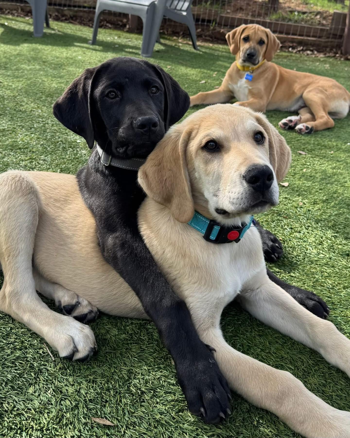Enlarge Anderson , a ADOPTABLE mixed breed in Southlake, TX image 3/4