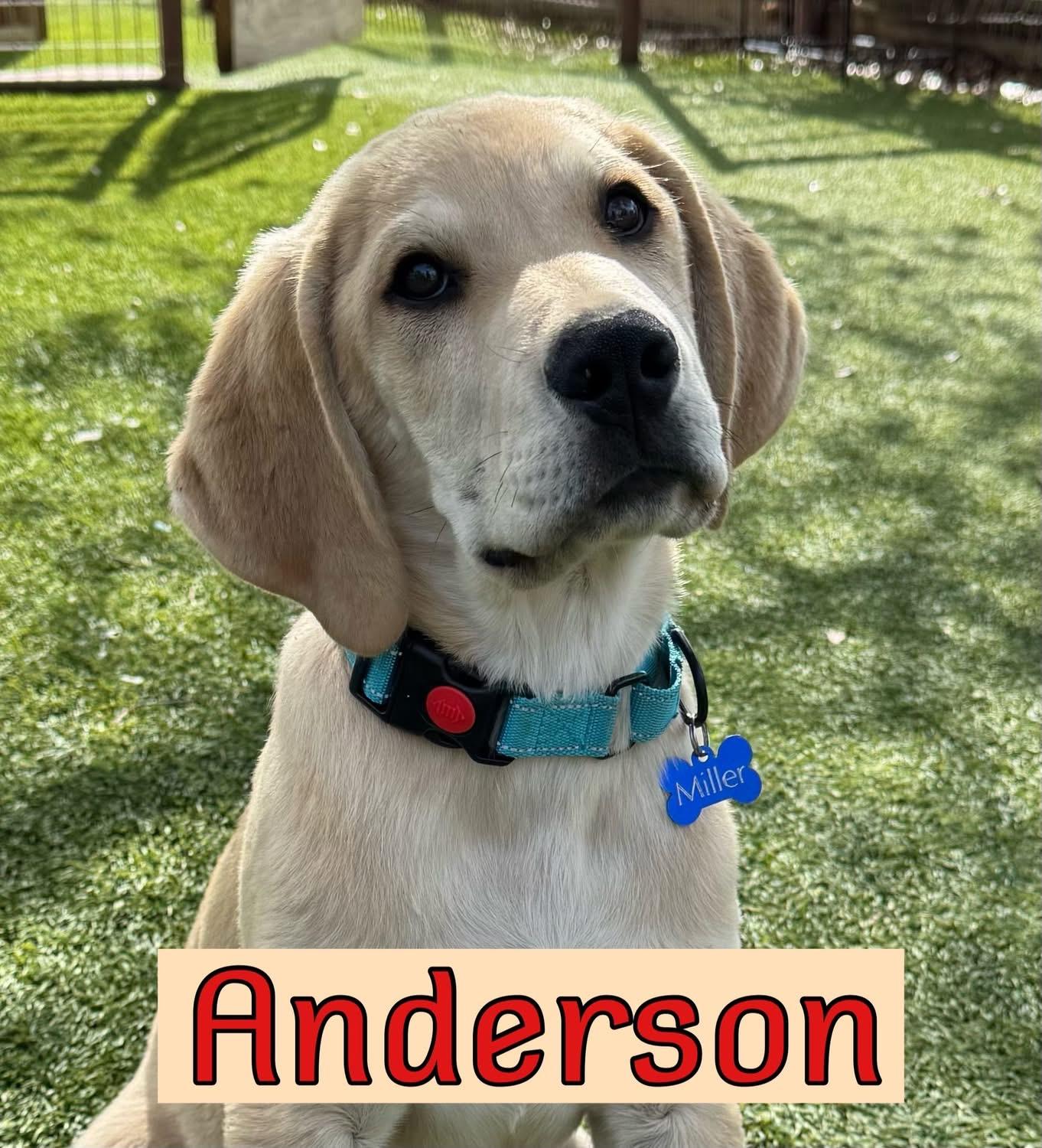 Anderson , ADOPTABLE, Young Male Labrador Retriever & Hound.