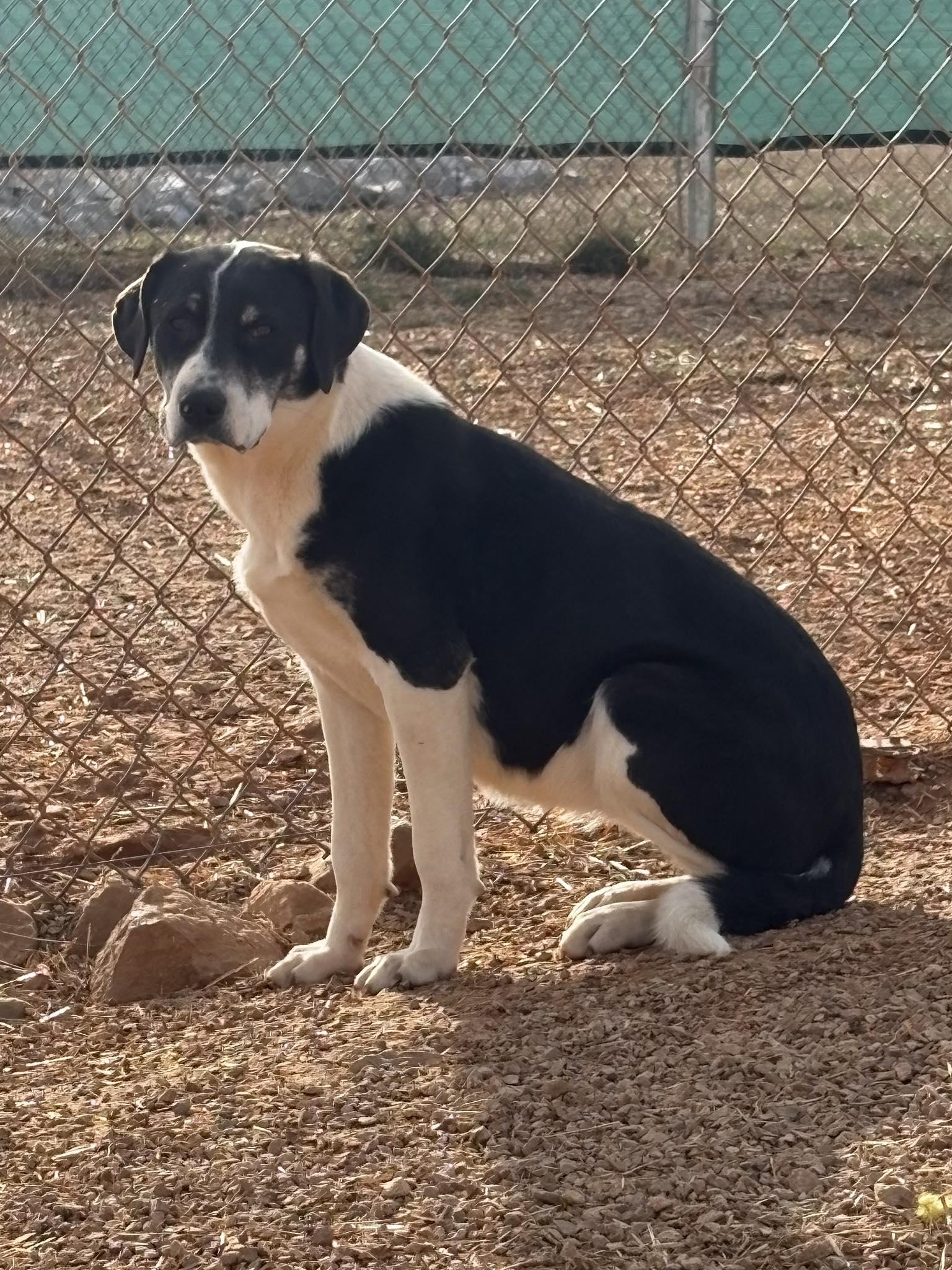 Enlarge Shyla (Sponsored), a ADOPTABLE Mixed Breed in Munfordville, KY image 1/1