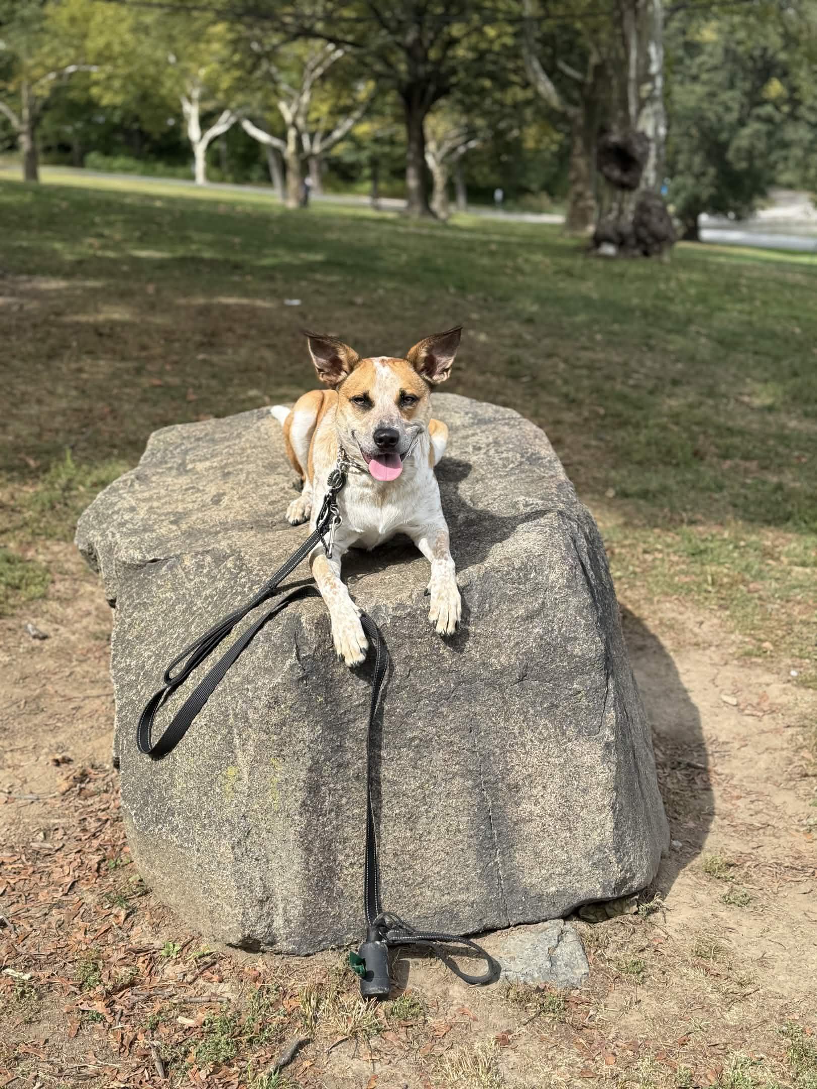 Belle, ADOPTABLE, Young Female Cattle Dog & Australian Cattle Dog / Blue Heeler.