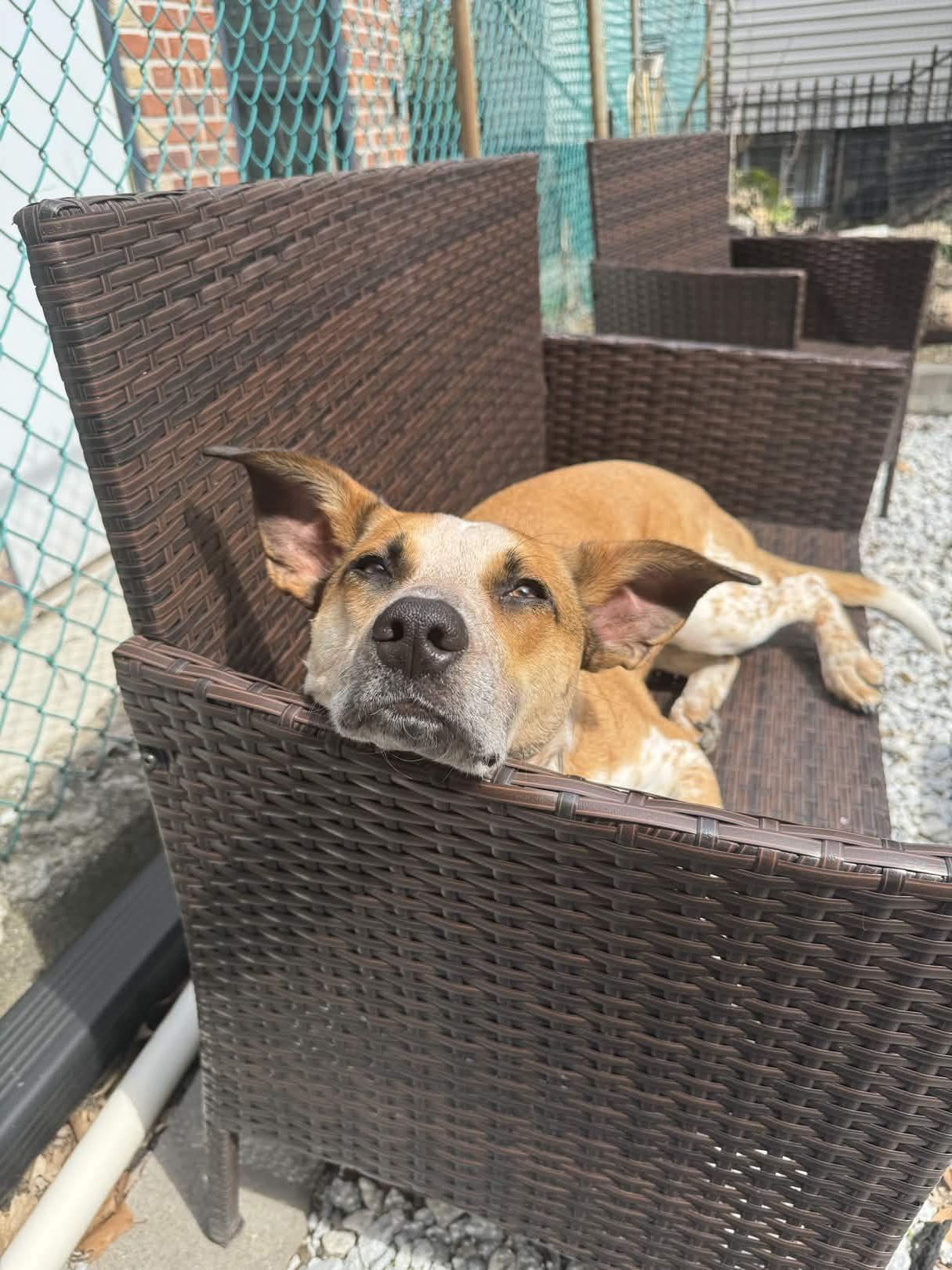 Belle, a ADOPTABLE mixed breed in Hampton Bays, NY image 5/5