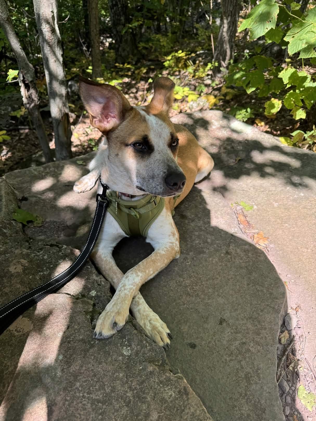 Belle, a ADOPTABLE mixed breed in Hampton Bays, NY image 4/5