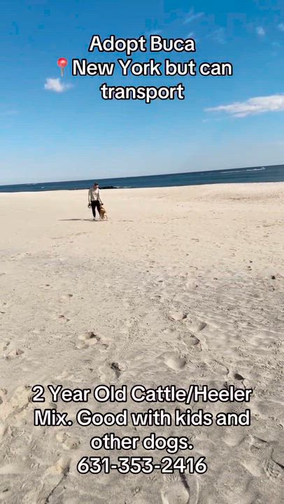Enlarge Belle, a ADOPTABLE mixed breed in Hampton Bays, NY video 2/5