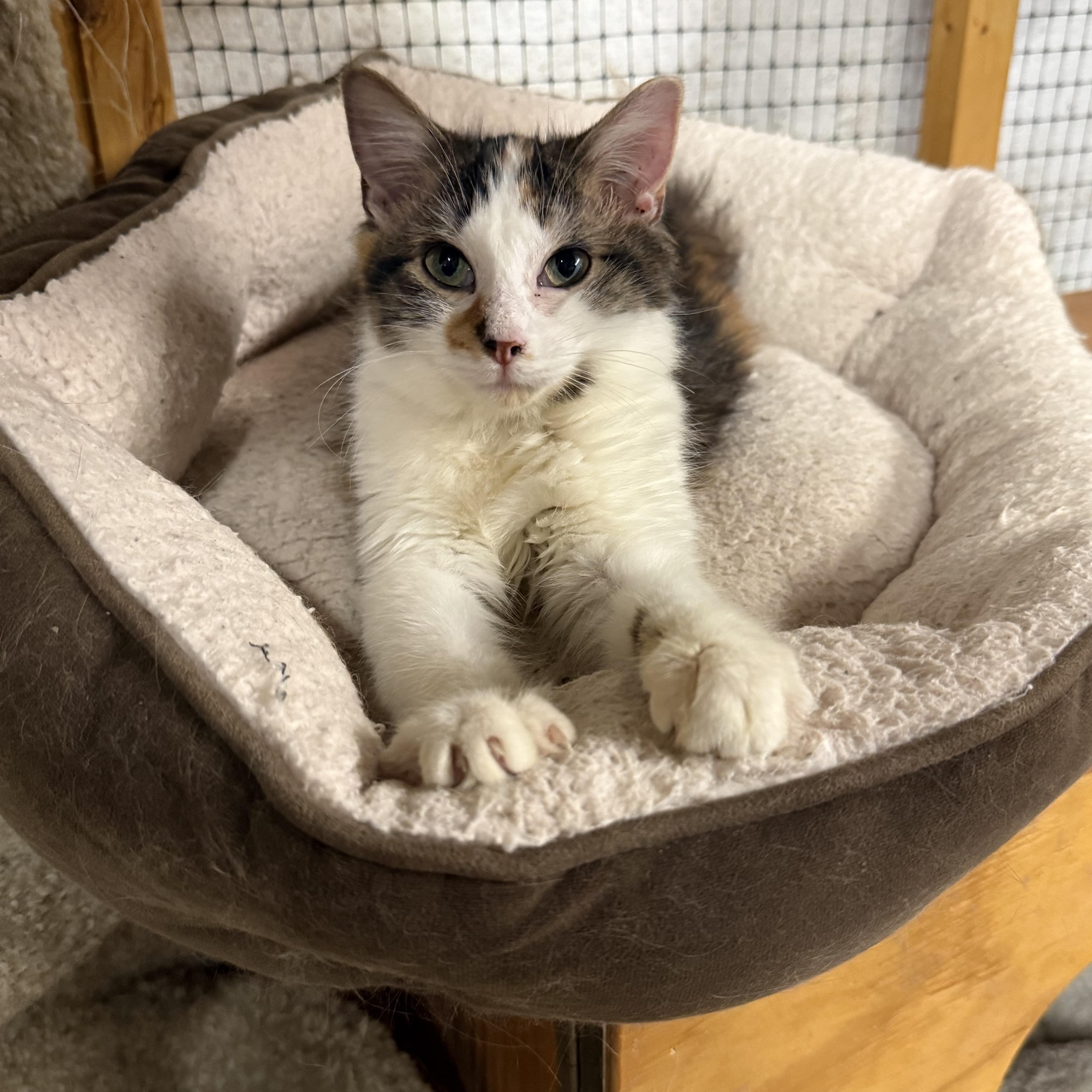 Enlarge Opal, a Adopted mixed breed in East Amherst, NY image 3/6