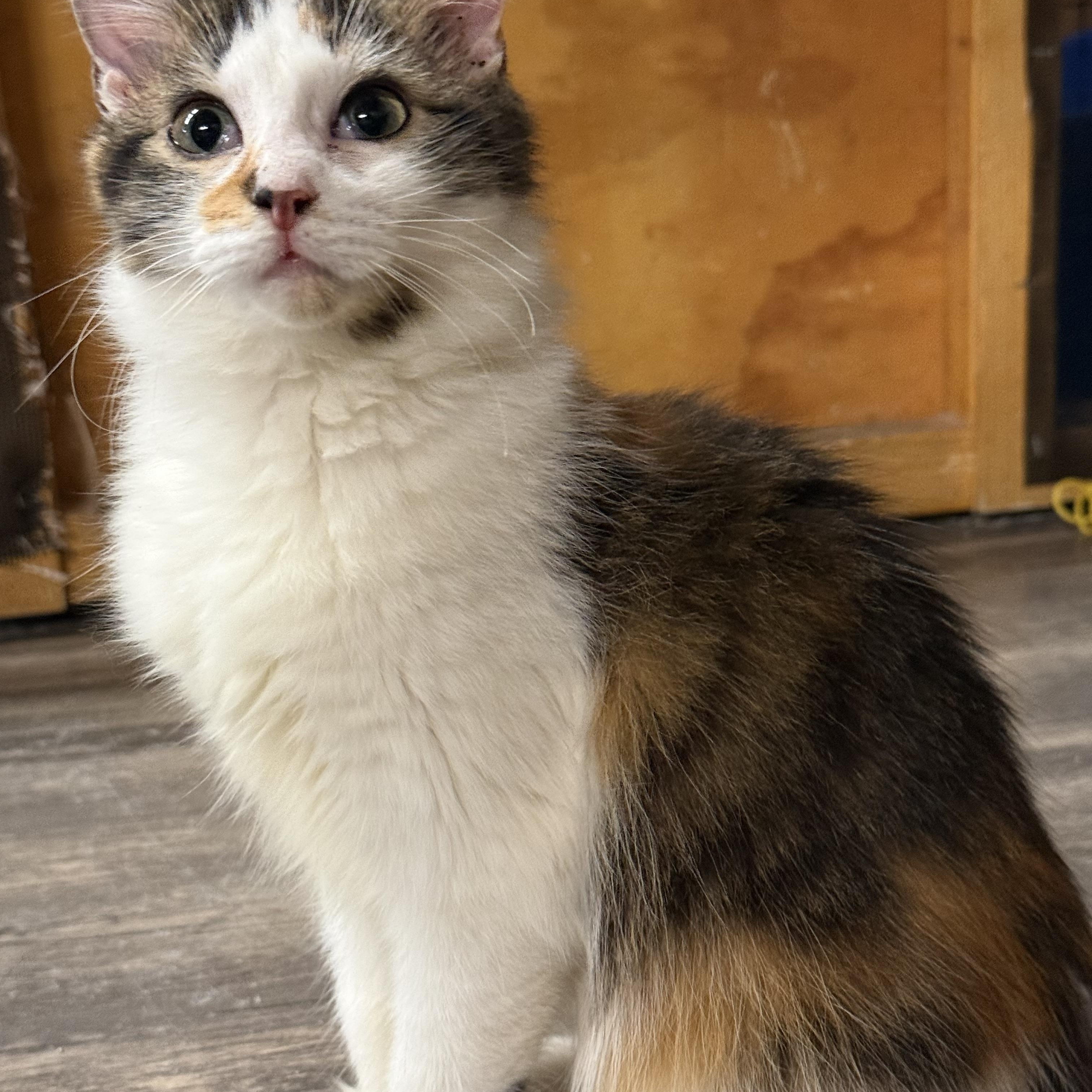 Enlarge Opal, a Adopted mixed breed in East Amherst, NY image 6/6