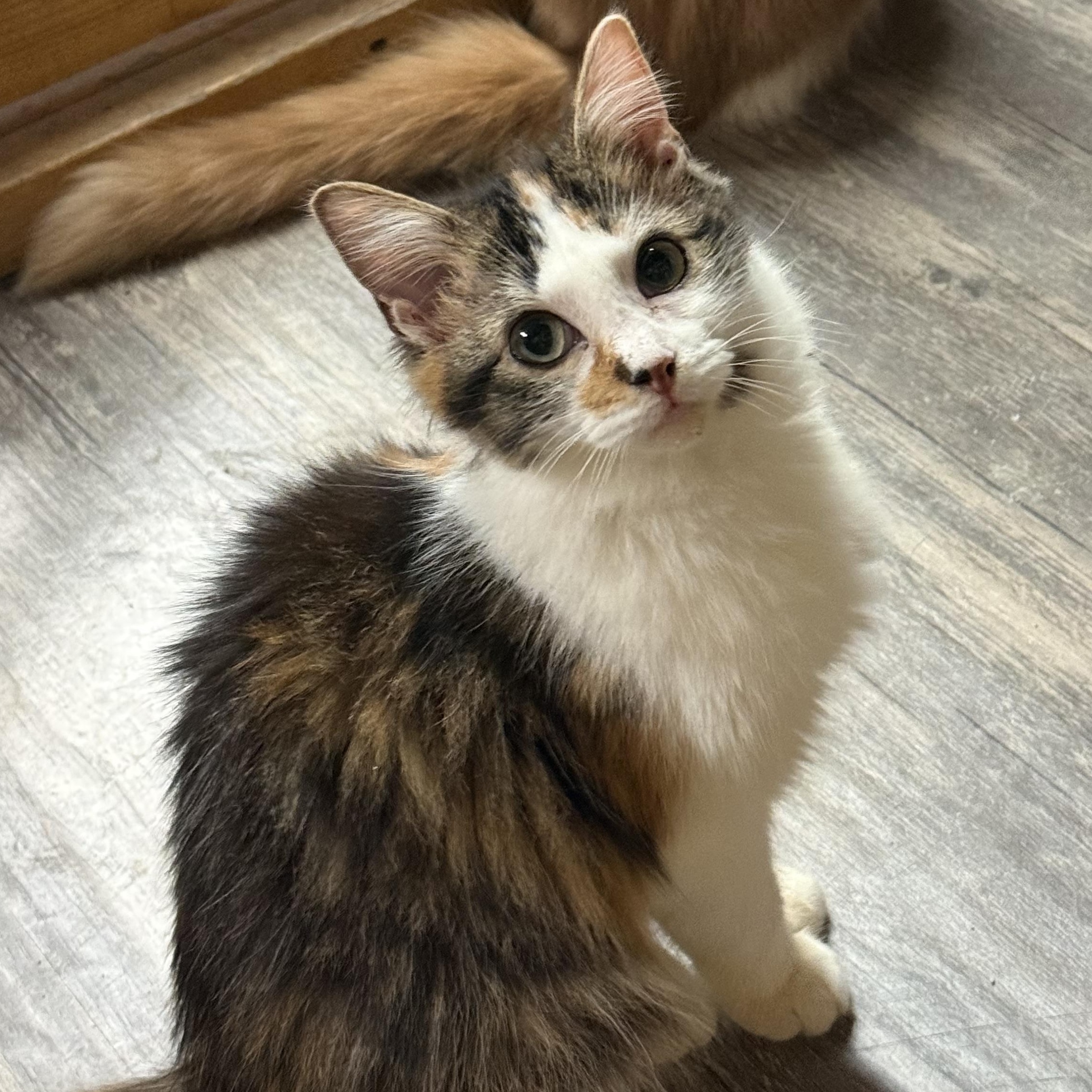 Opal, Adopted, Kitten Female Calico & Tabby.