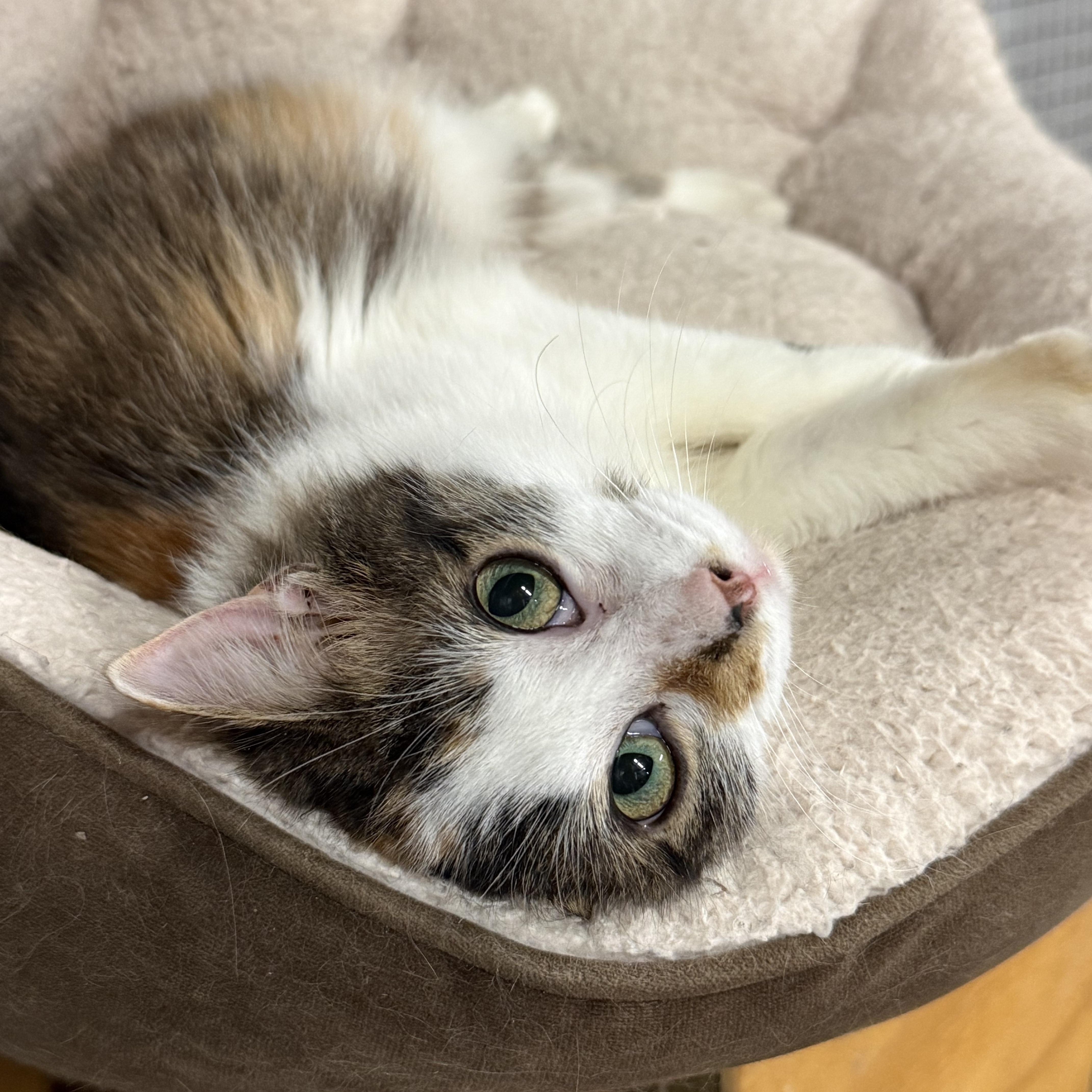 Enlarge Opal, a Adopted mixed breed in East Amherst, NY image 2/6