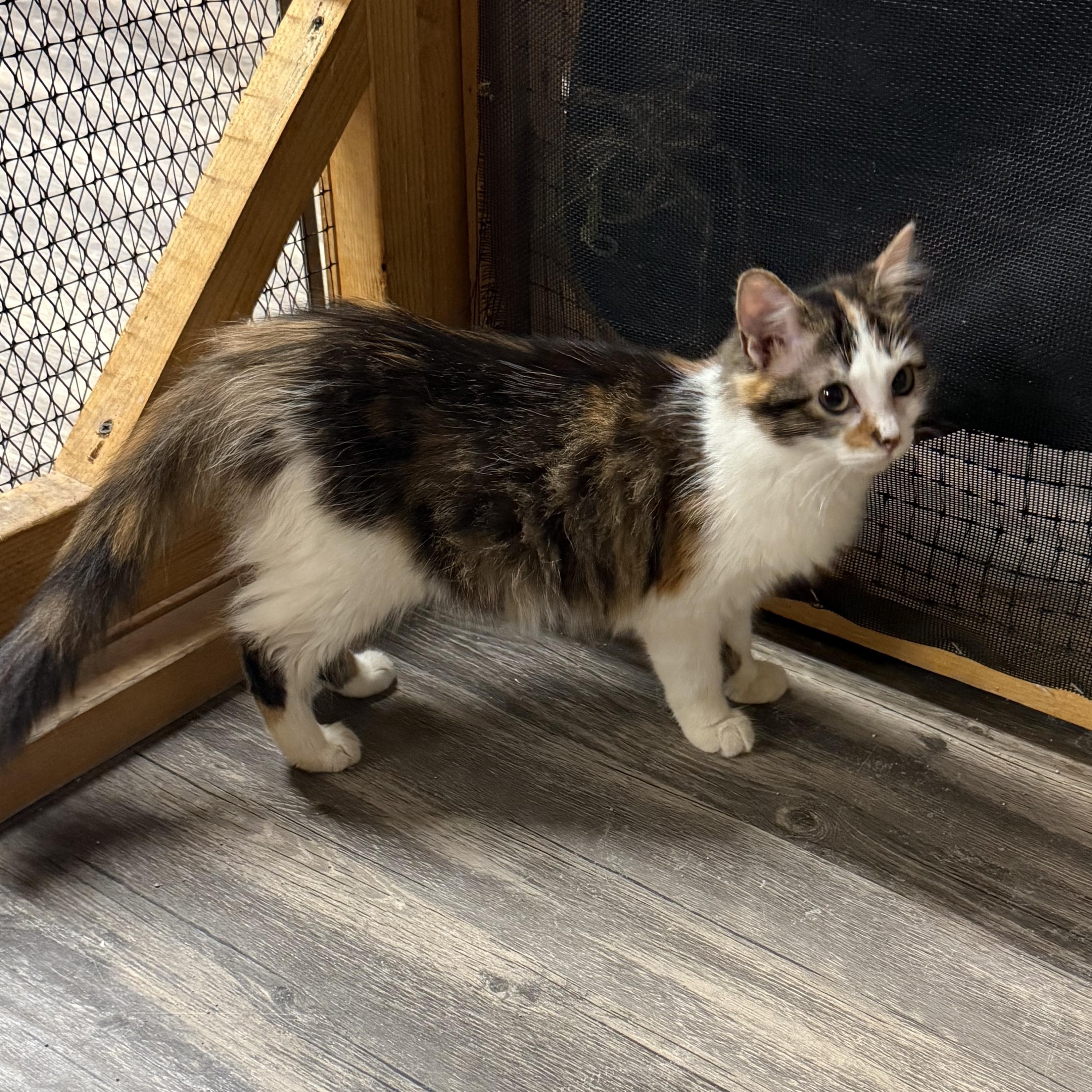 Enlarge Opal, a Adopted mixed breed in East Amherst, NY image 5/6