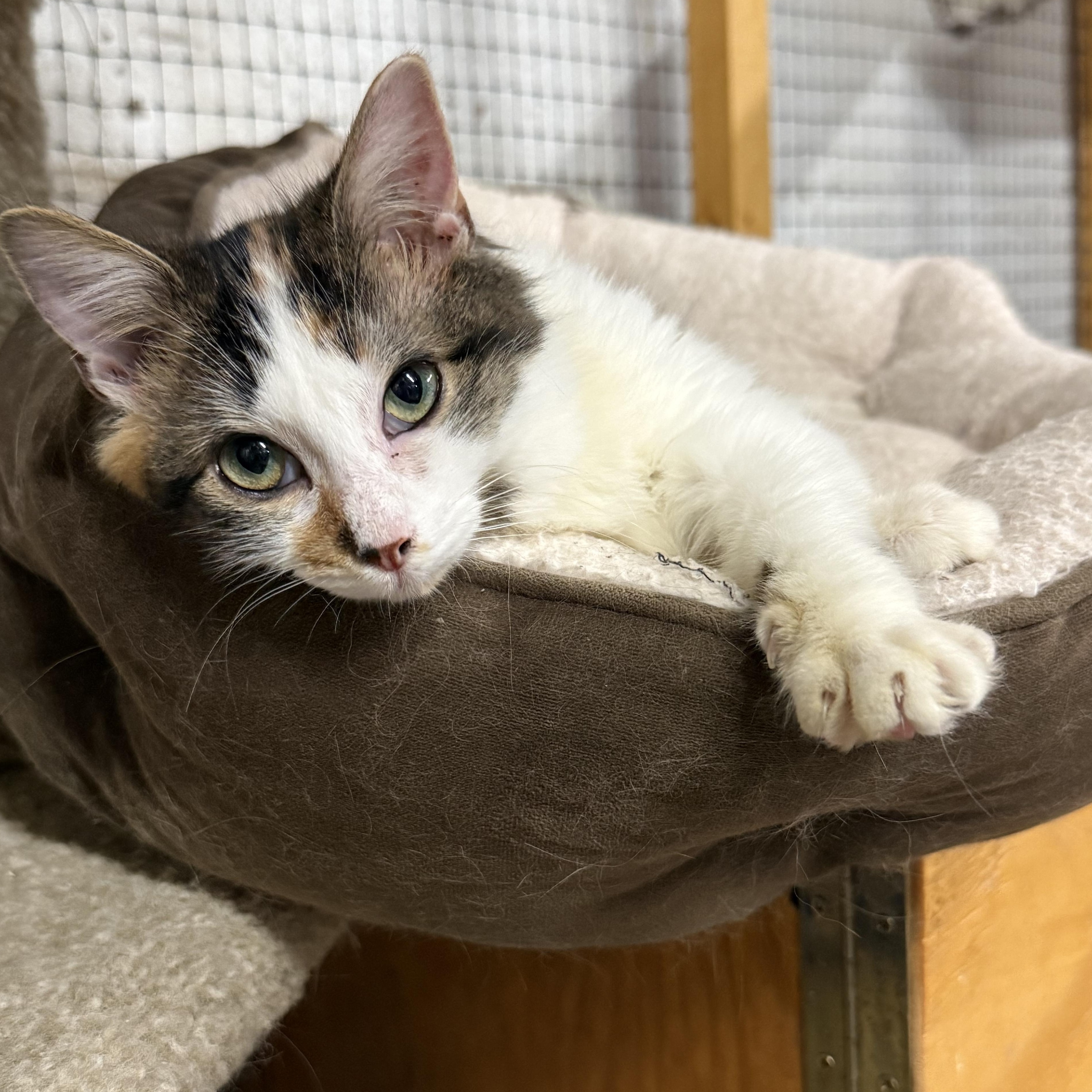 Enlarge Opal, a Adopted mixed breed in East Amherst, NY image 4/6