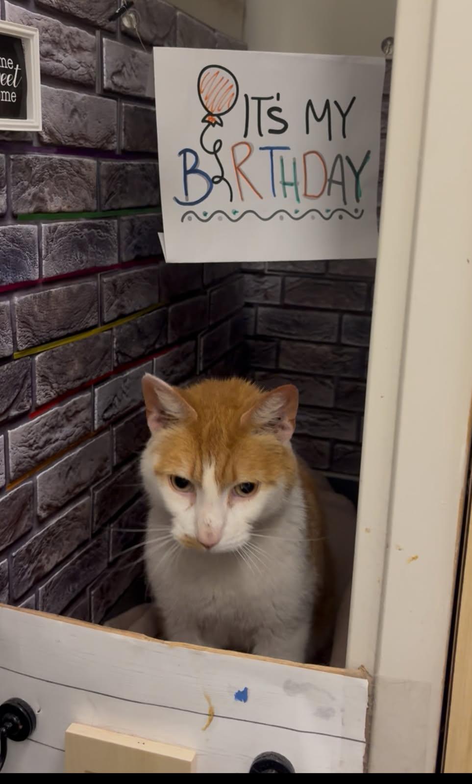 Gingerbread, a Adoptable Domestic Short Hair in Philadelphia, PA image 4/5