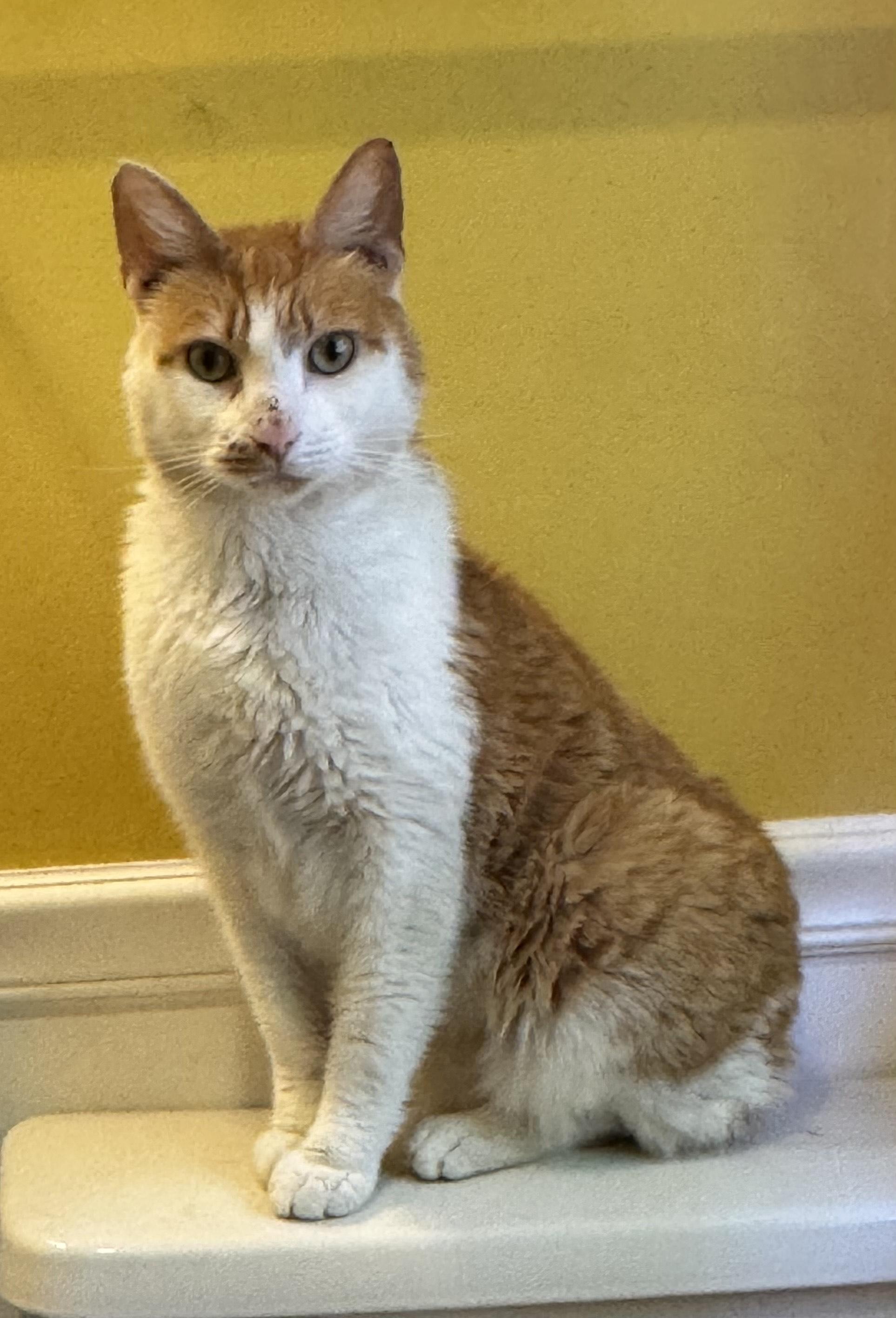 Gingerbread, a Adoptable Domestic Short Hair in Philadelphia, PA image 3/5