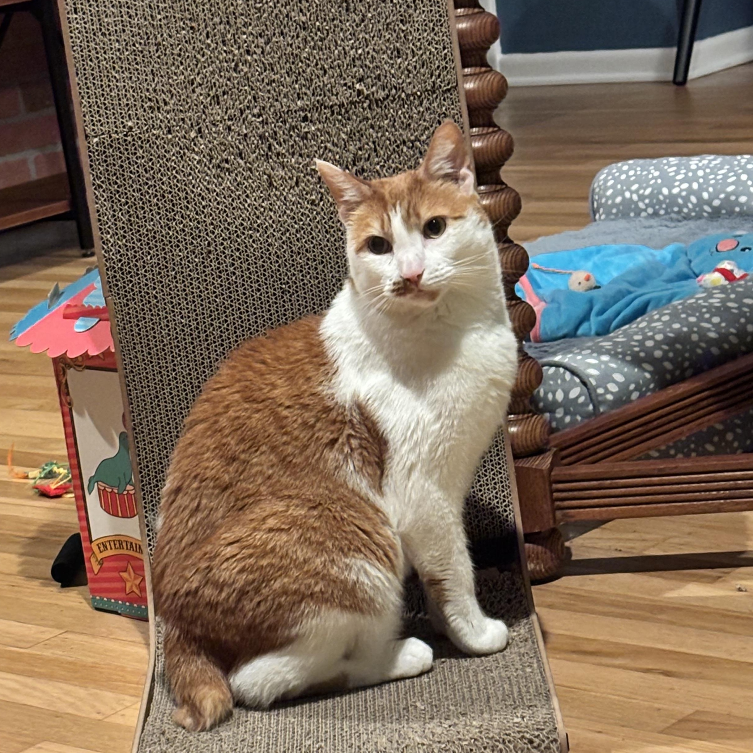 Enlarge Gingerbread, an adopted Domestic Short Hair in Philadelphia, PA image 4/6