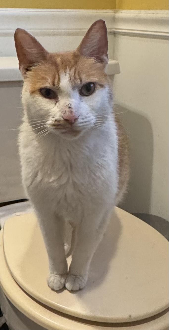 Gingerbread, a Adoptable Domestic Short Hair in Philadelphia, PA image 5/5