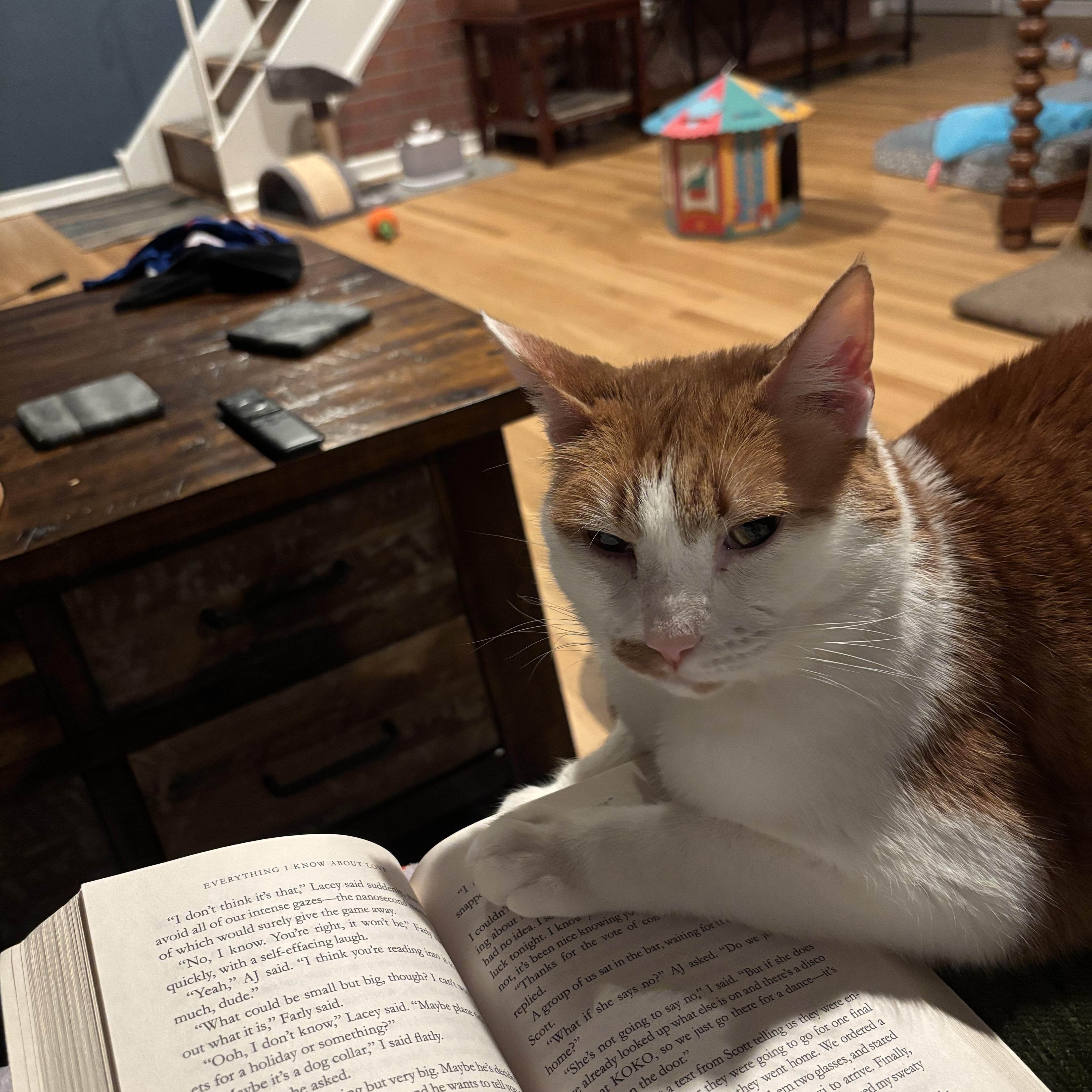 Enlarge Gingerbread, an adopted Domestic Short Hair in Philadelphia, PA image 5/6