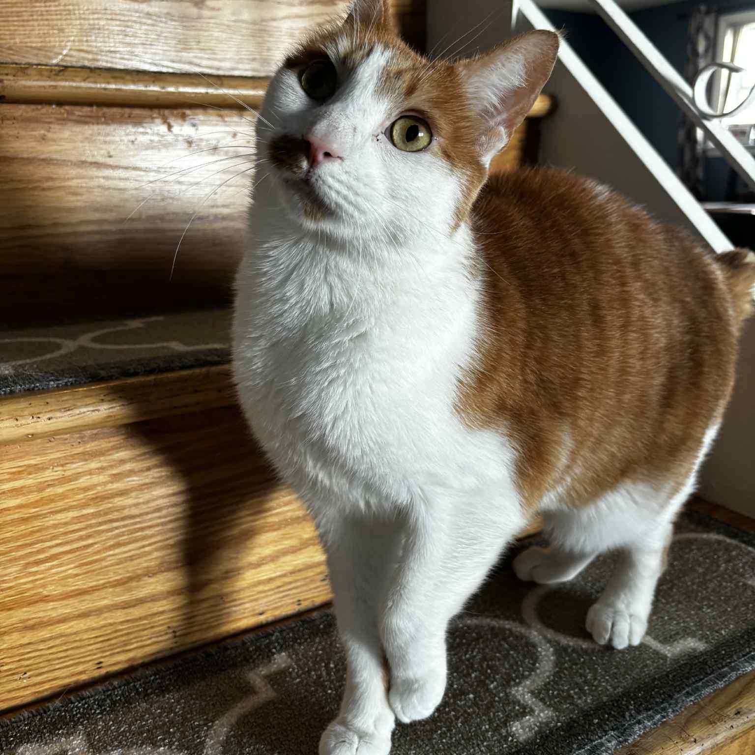 Gingerbread, Adoptable, Adult Male Domestic Short Hair.