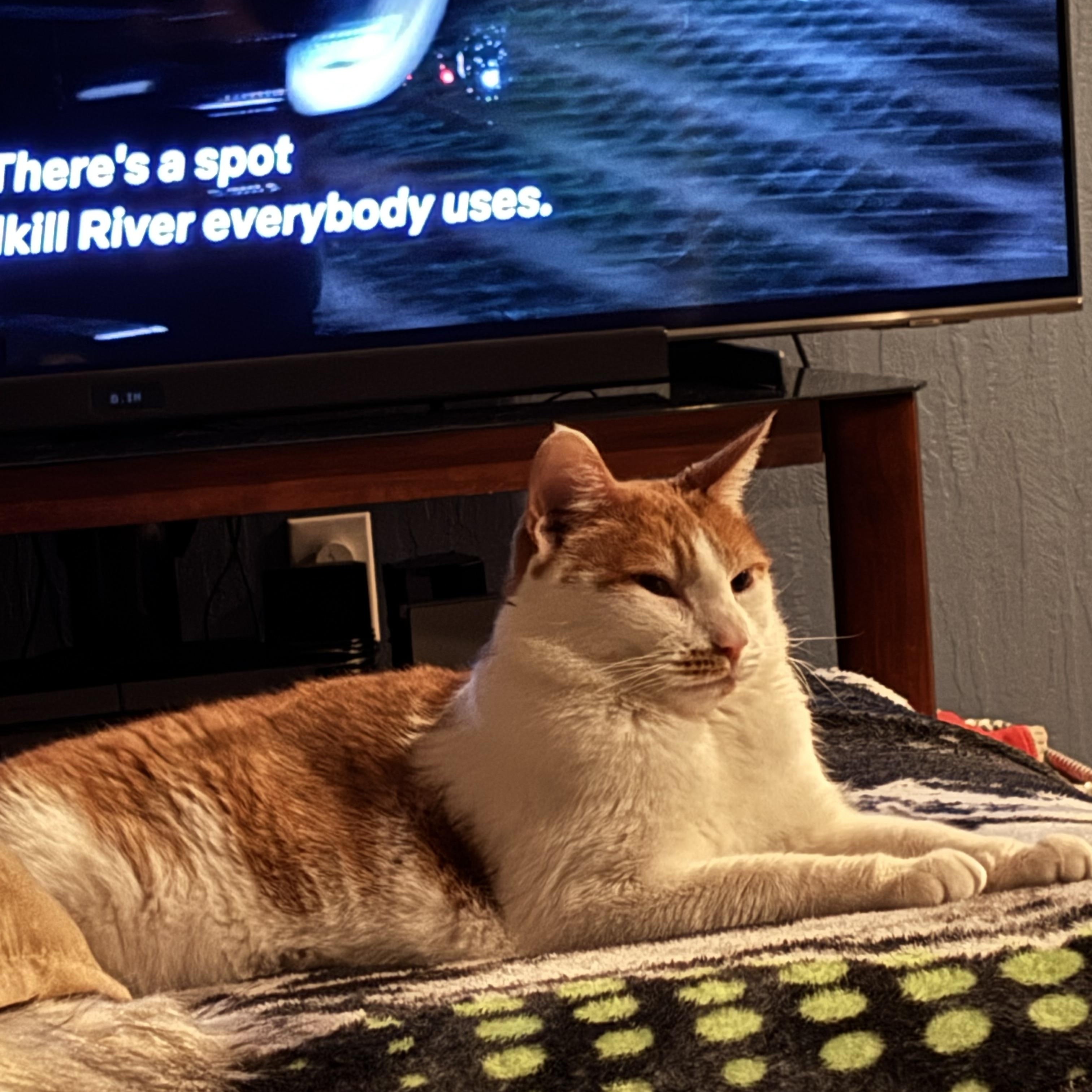 Enlarge Gingerbread, an adopted Domestic Short Hair in Philadelphia, PA image 3/6