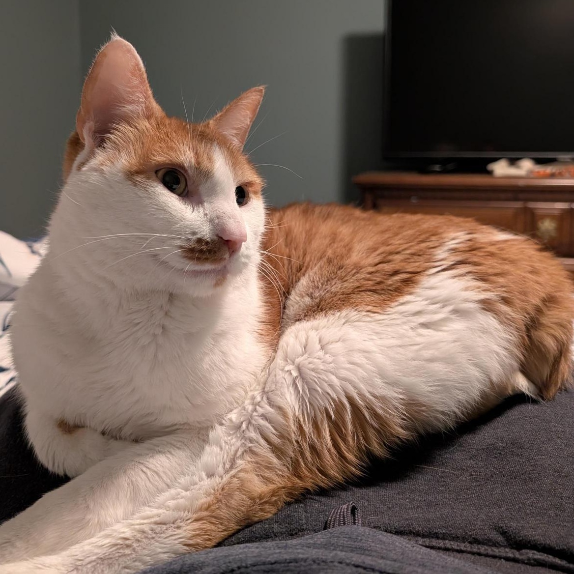 Gingerbread, a Adoptable Domestic Short Hair in Philadelphia, PA image 2/5