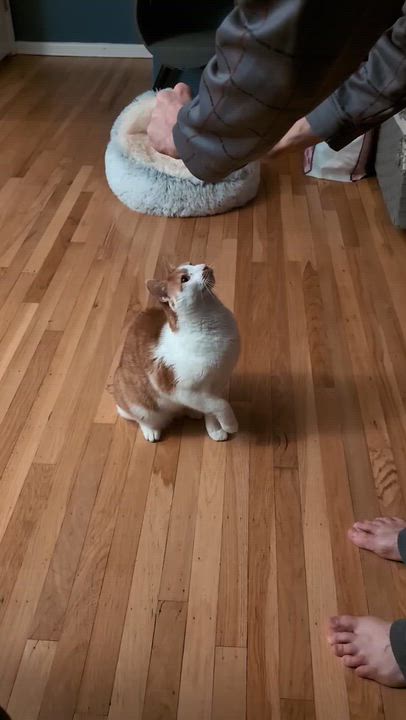 Enlarge Gingerbread, an adopted Domestic Short Hair in Philadelphia, PA video 6/6