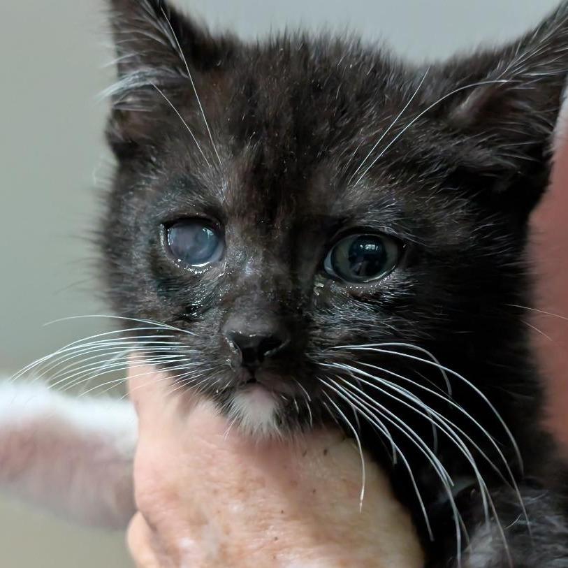 Nainika, Adoptable, Kitten Female Domestic Medium Hair.