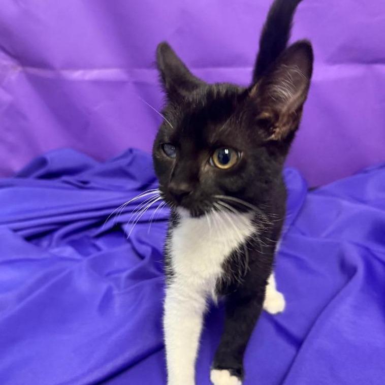 Nainika, a Adoptable Domestic Medium Hair in North Myrtle Beach, SC image 2/4