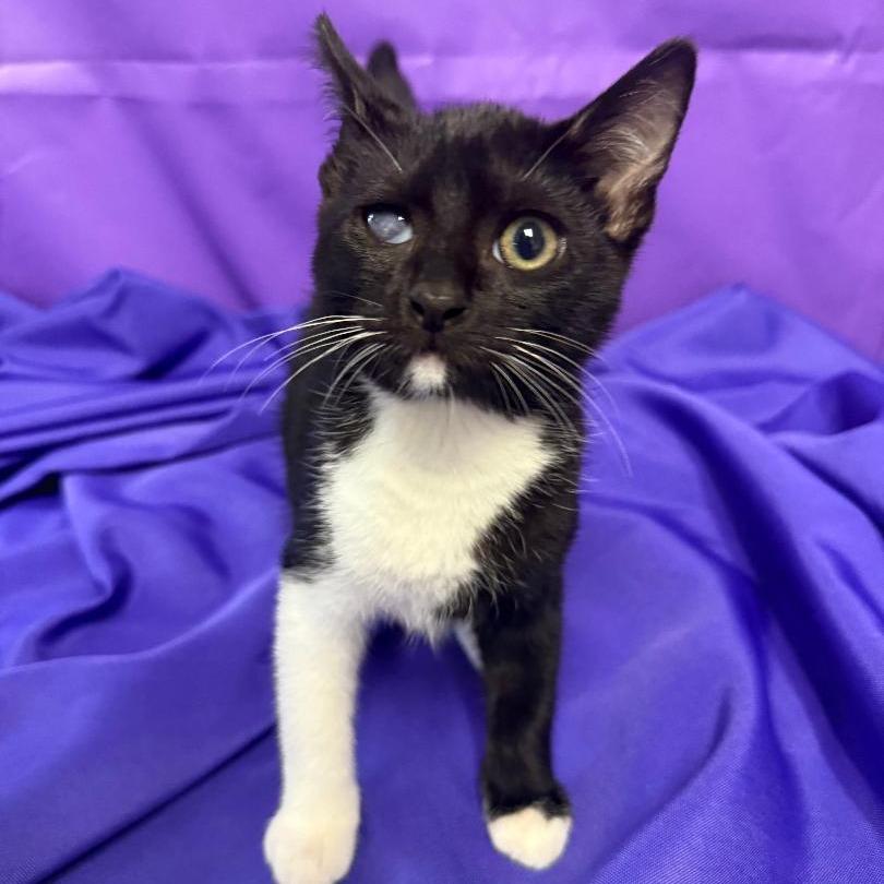 Nainika, a Adoptable Domestic Medium Hair in North Myrtle Beach, SC image 3/4