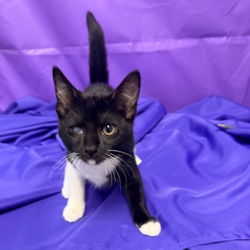 Nainika, a Adoptable Domestic Medium Hair in North Myrtle Beach, SC image 4/4