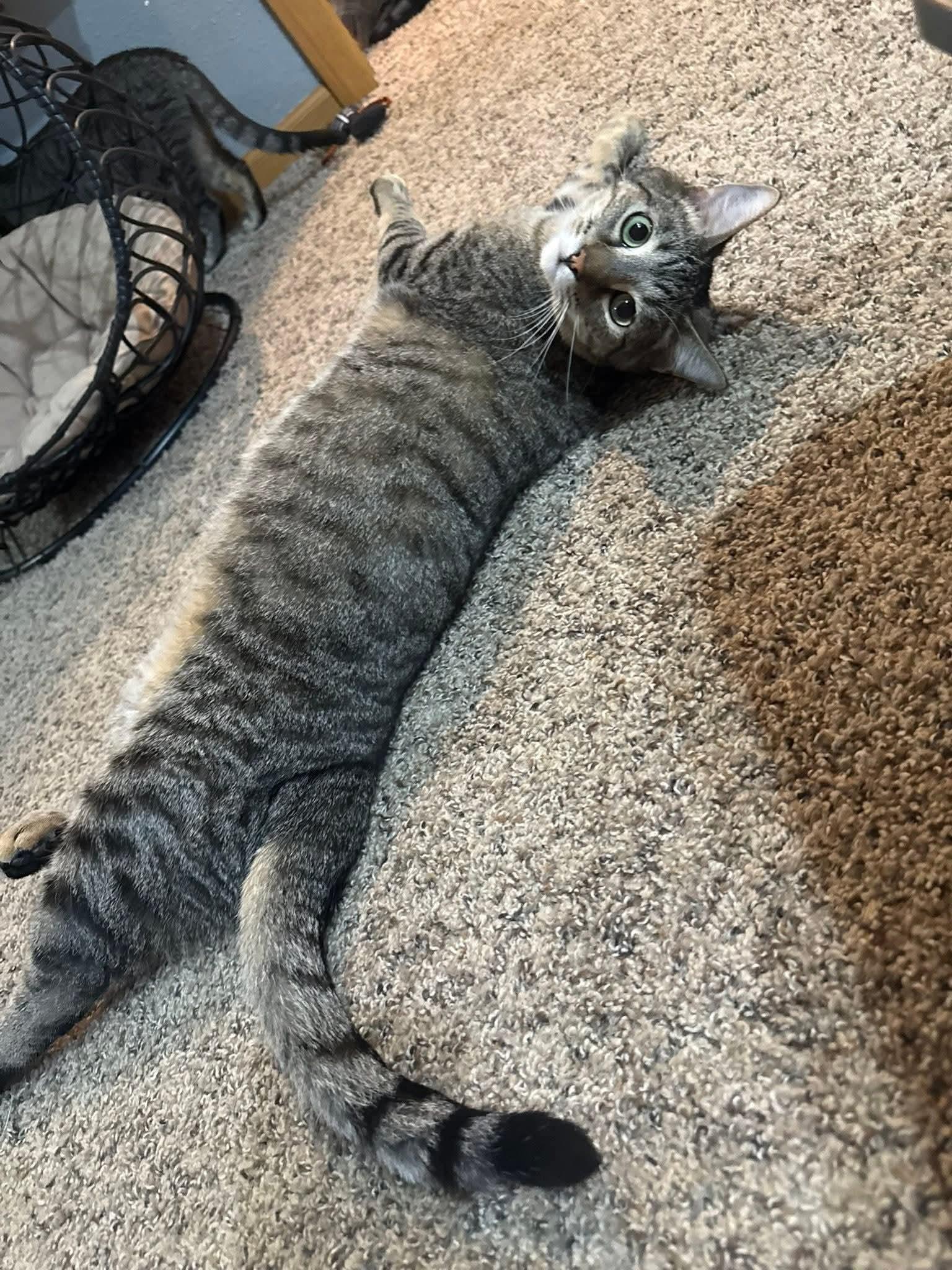 Enlarge Gasket, a Adoptable mixed breed in Sioux City, IA image 1/5