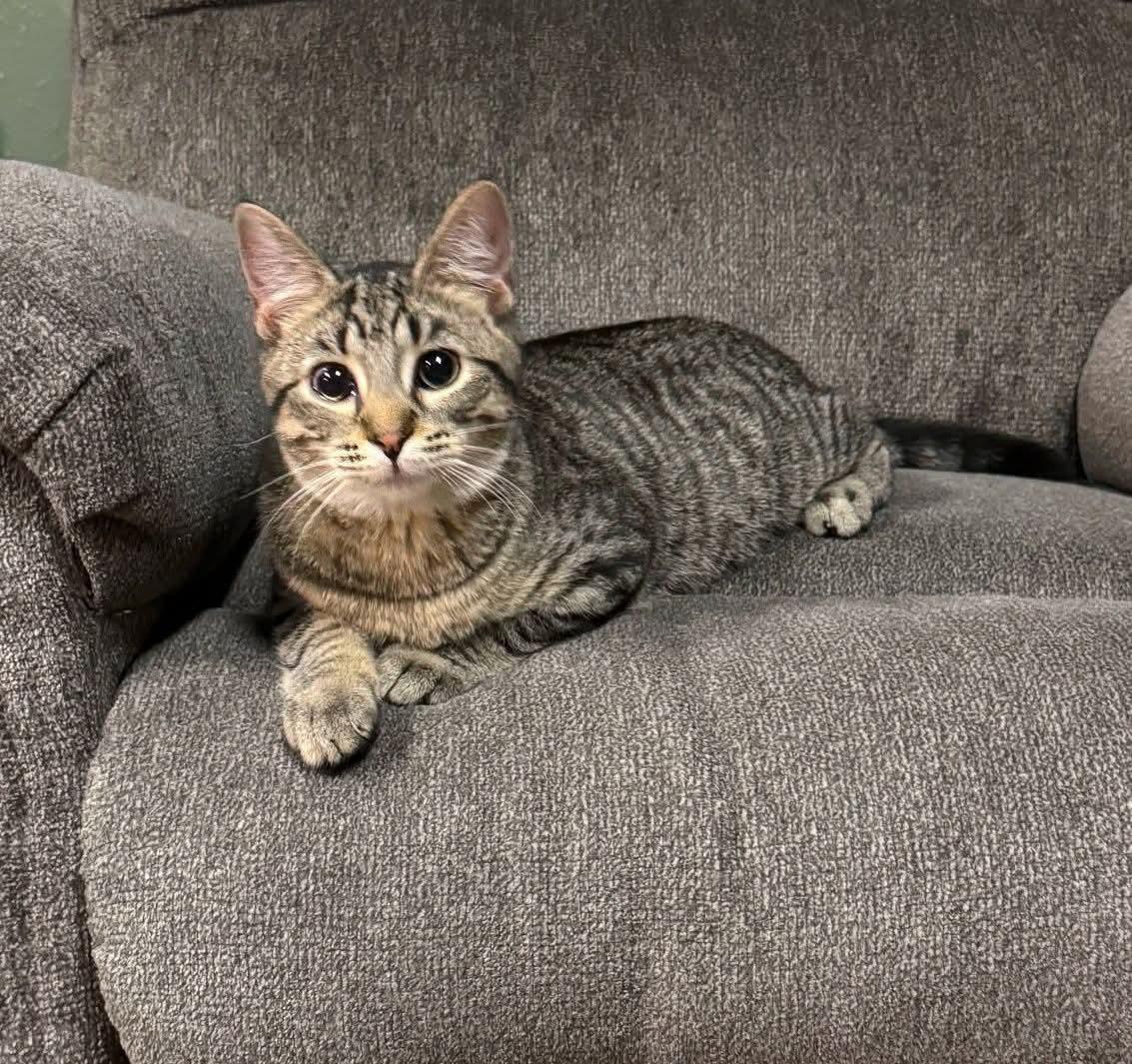 Enlarge Gasket, a Adoptable mixed breed in Sioux City, IA image 2/5